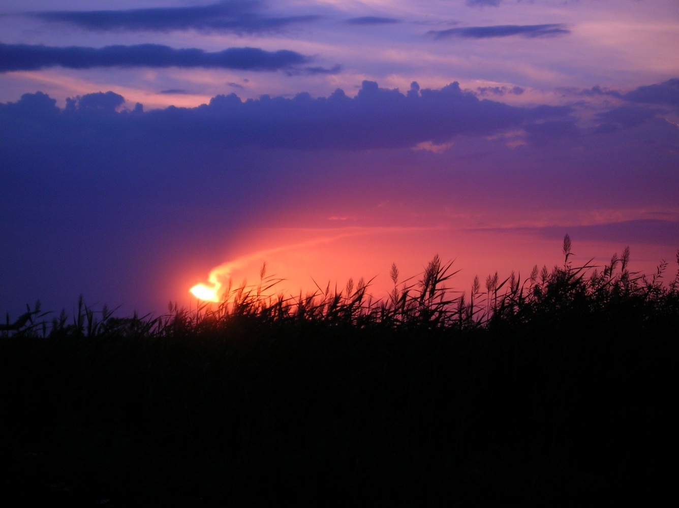 Just sunset - My, Sunset, Reeds