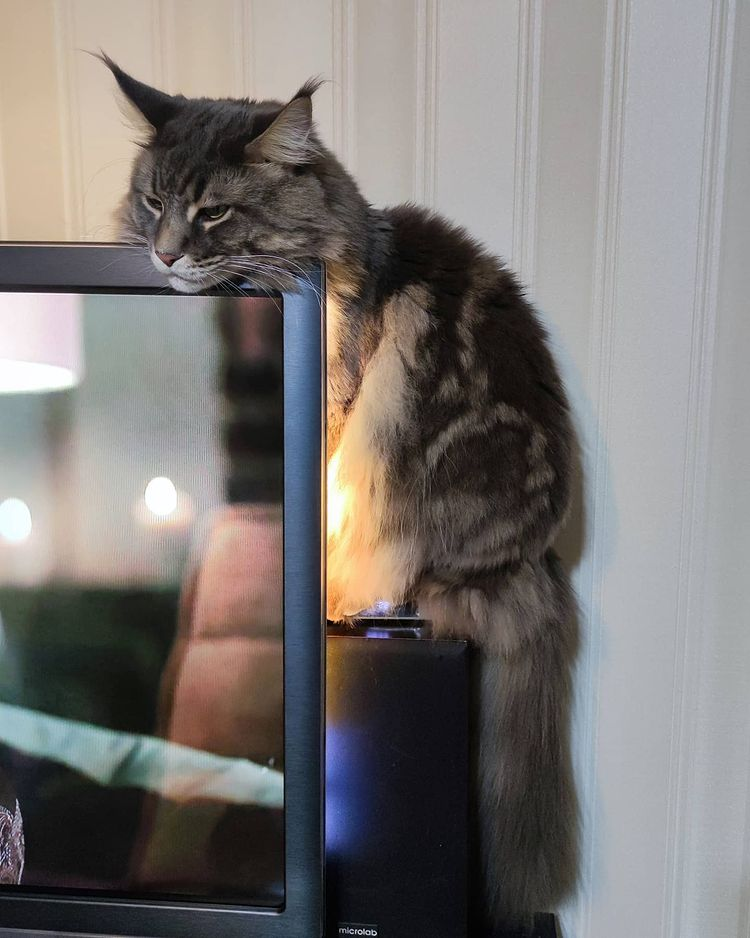 Keeps an eye on the owner so that he does not look at the catgirls - cat, Relaxation, Longpost, Fluffy, Maine Coon