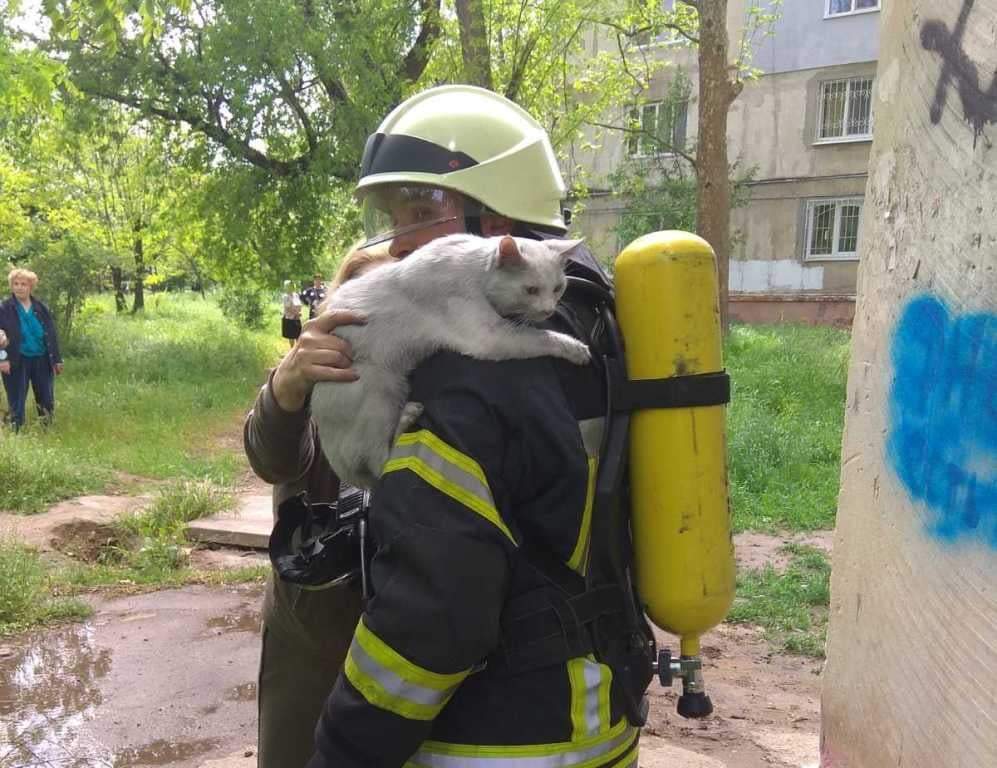 Eight left: in Chicago, a cat jumped out of a fifth-floor window during a fire and calmly walked further into the sunset - Black cat, Fire, Animal Rescue, Video, Longpost