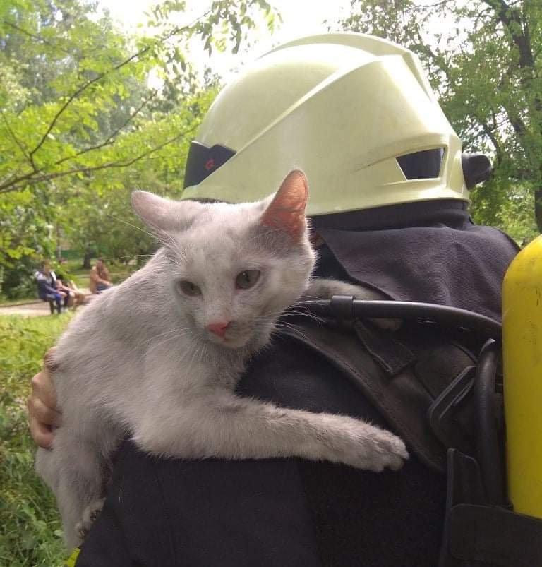 Eight left: in Chicago, a cat jumped out of a fifth-floor window during a fire and calmly walked further into the sunset - Black cat, Fire, Animal Rescue, Video, Longpost