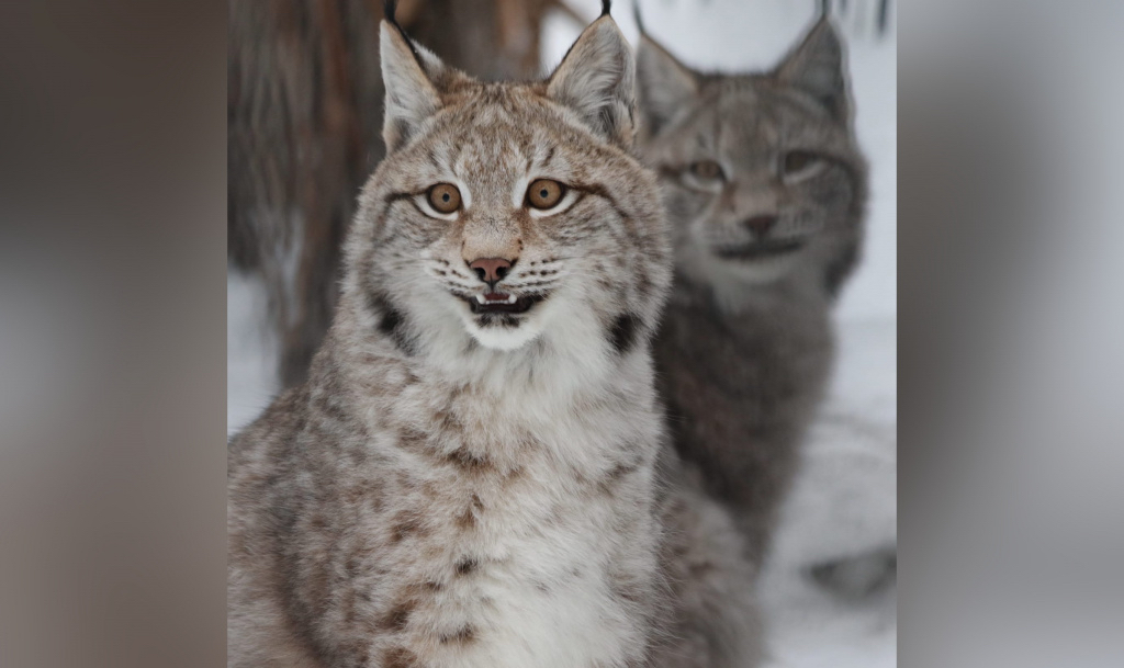 And again lynxes - Cat family, The photo, Nature, Longpost, wildlife, Lynx, Small cats, Animals