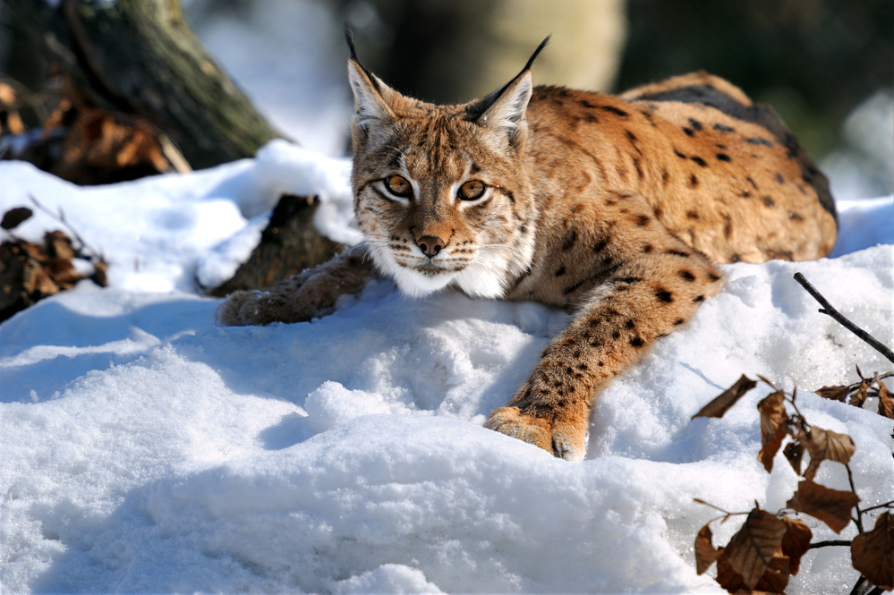 And again lynxes - Cat family, The photo, Nature, Longpost, wildlife, Lynx, Small cats, Animals