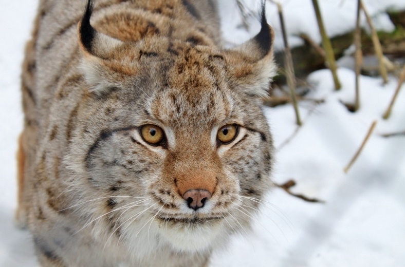 And again lynxes - Cat family, The photo, Nature, Longpost, wildlife, Lynx, Small cats, Animals