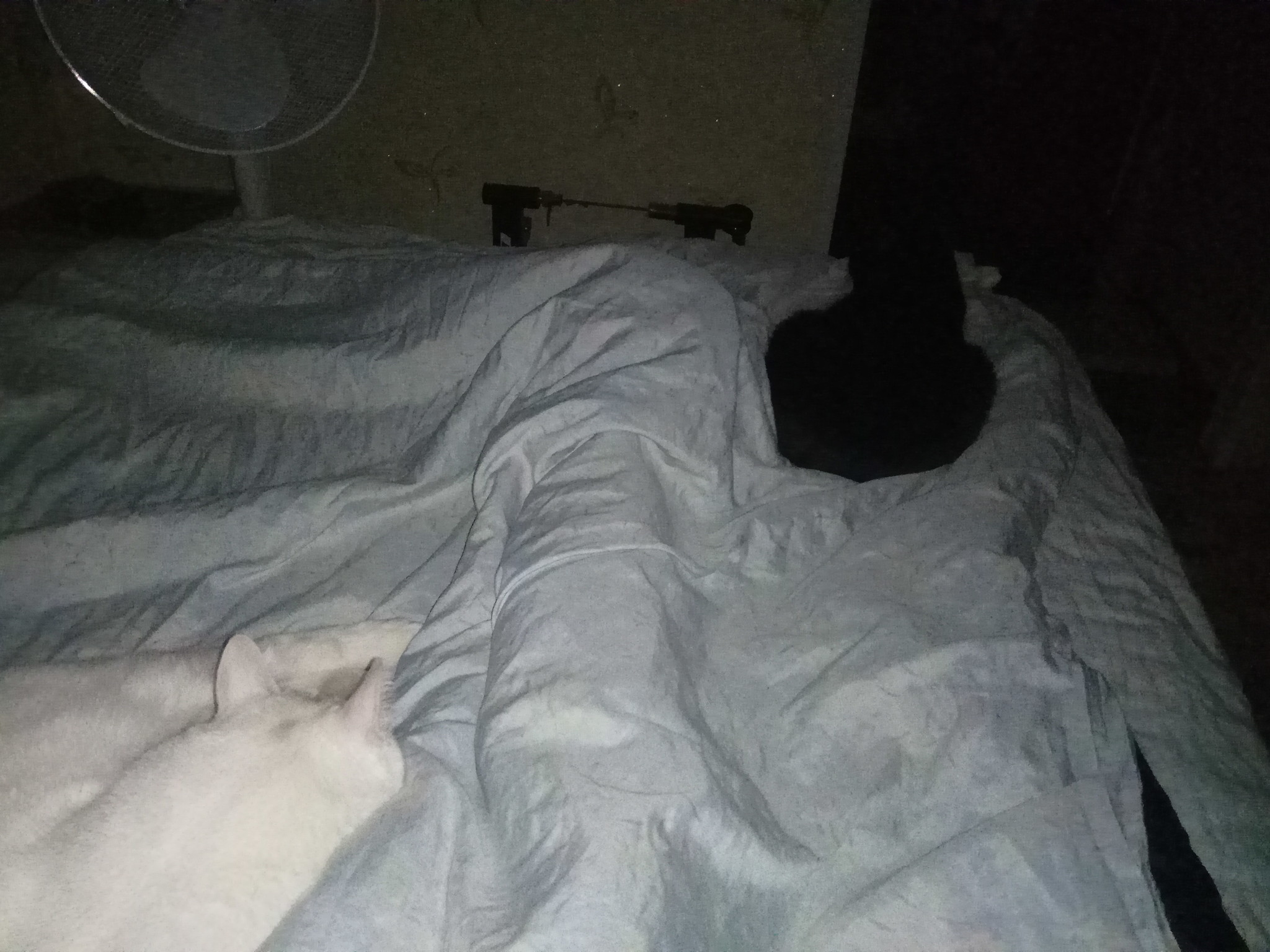 Кот черная дыра на кровати