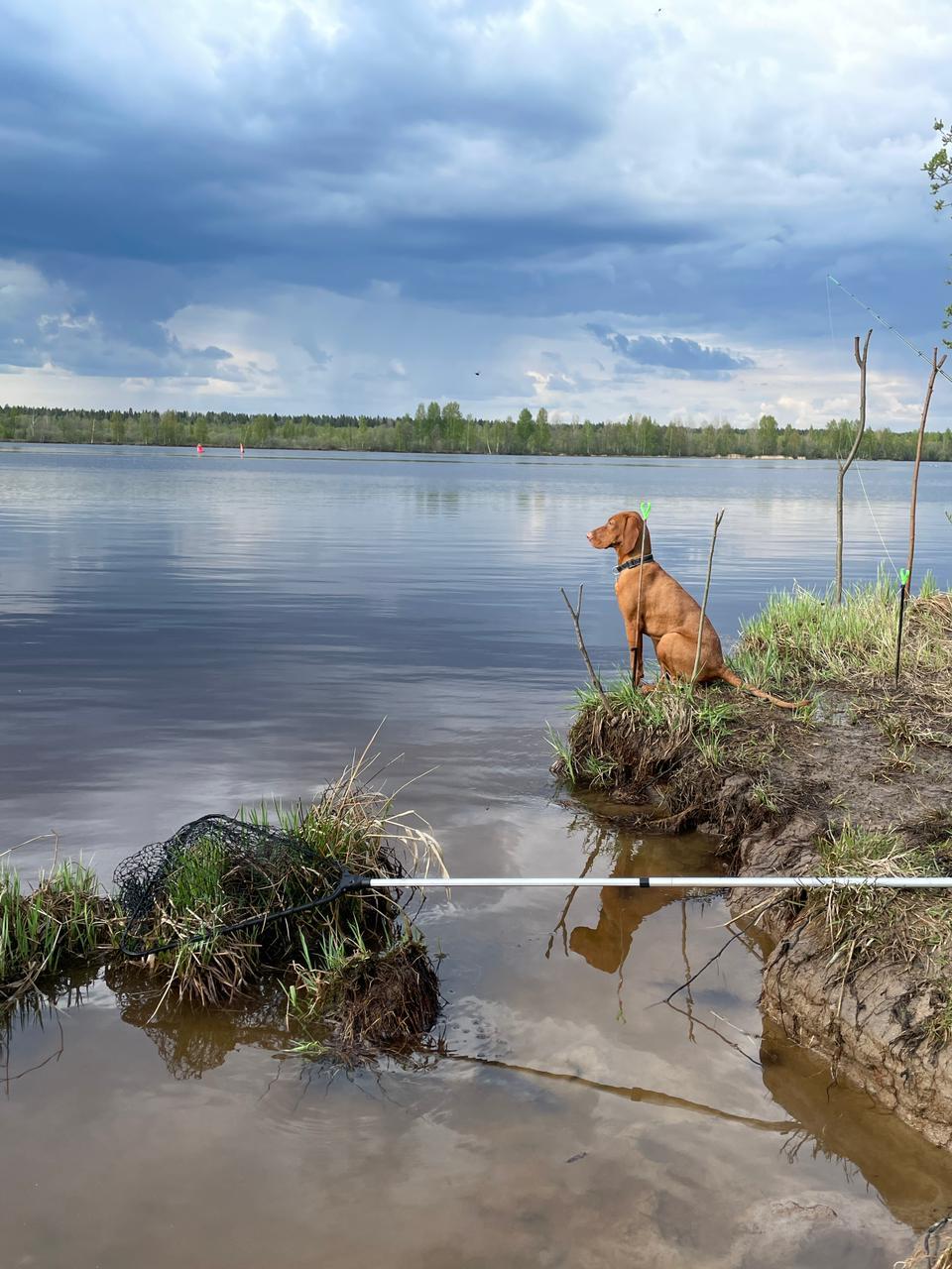 Didn't expect this kind of fishing! The ships are pulling the rods! - My, Fishing, Svir River, Ship, Bite, A fish, Roach, Bream, Gustera, , Feeder, Donka, Fishing gear, Video, Longpost