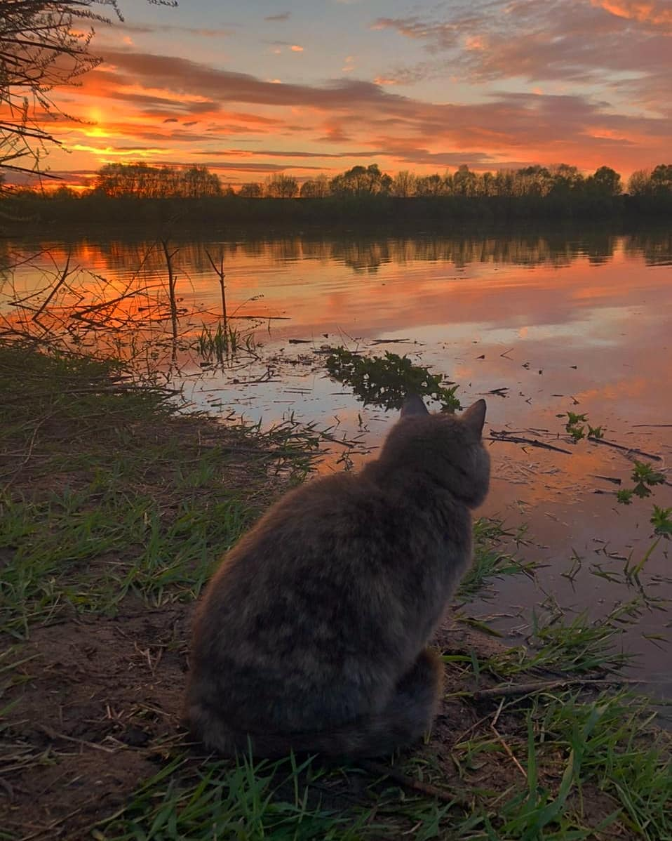 Sad at sunset - cat, Sunset, Milota, Nature