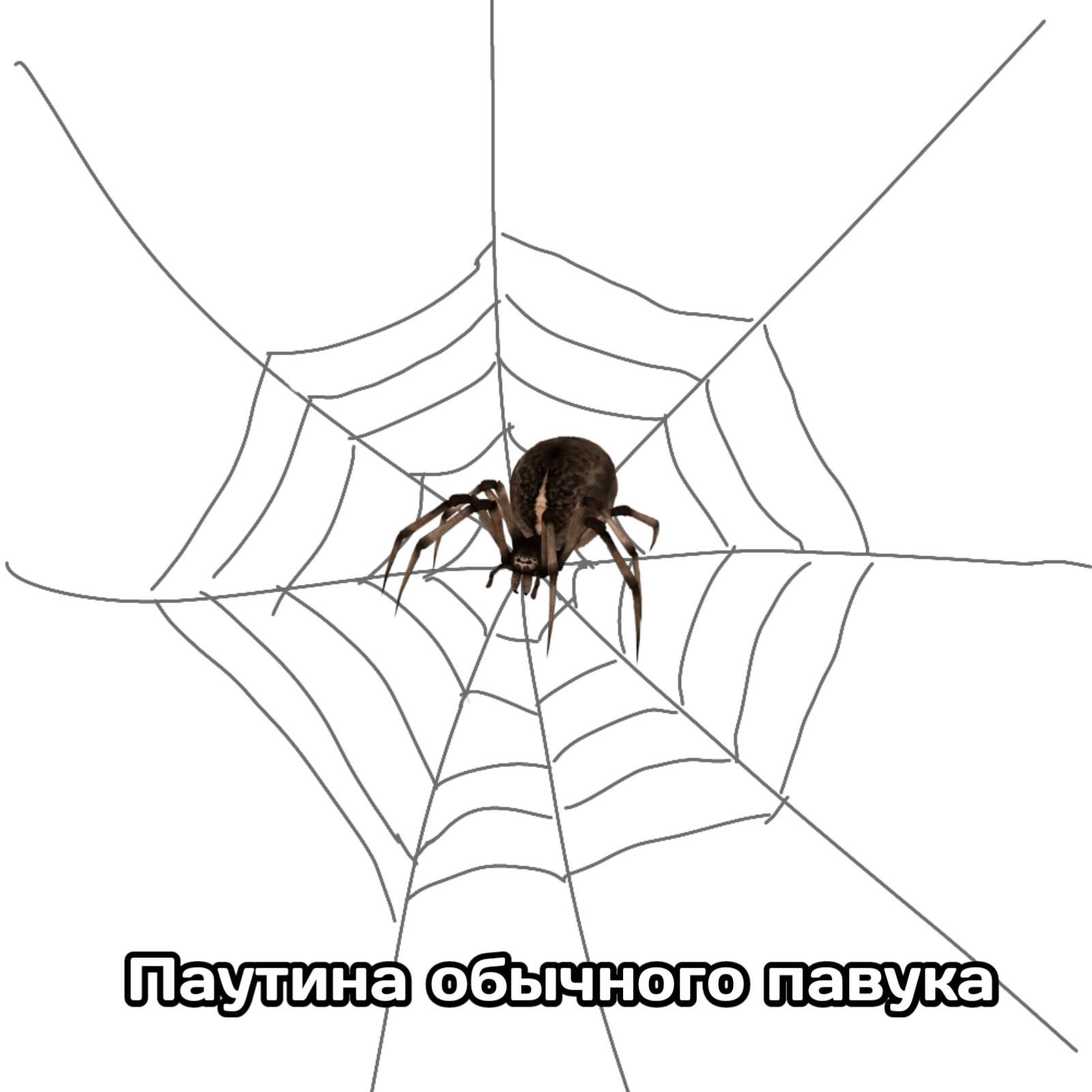 Как определить что за павук по его паутине? | Пикабу
