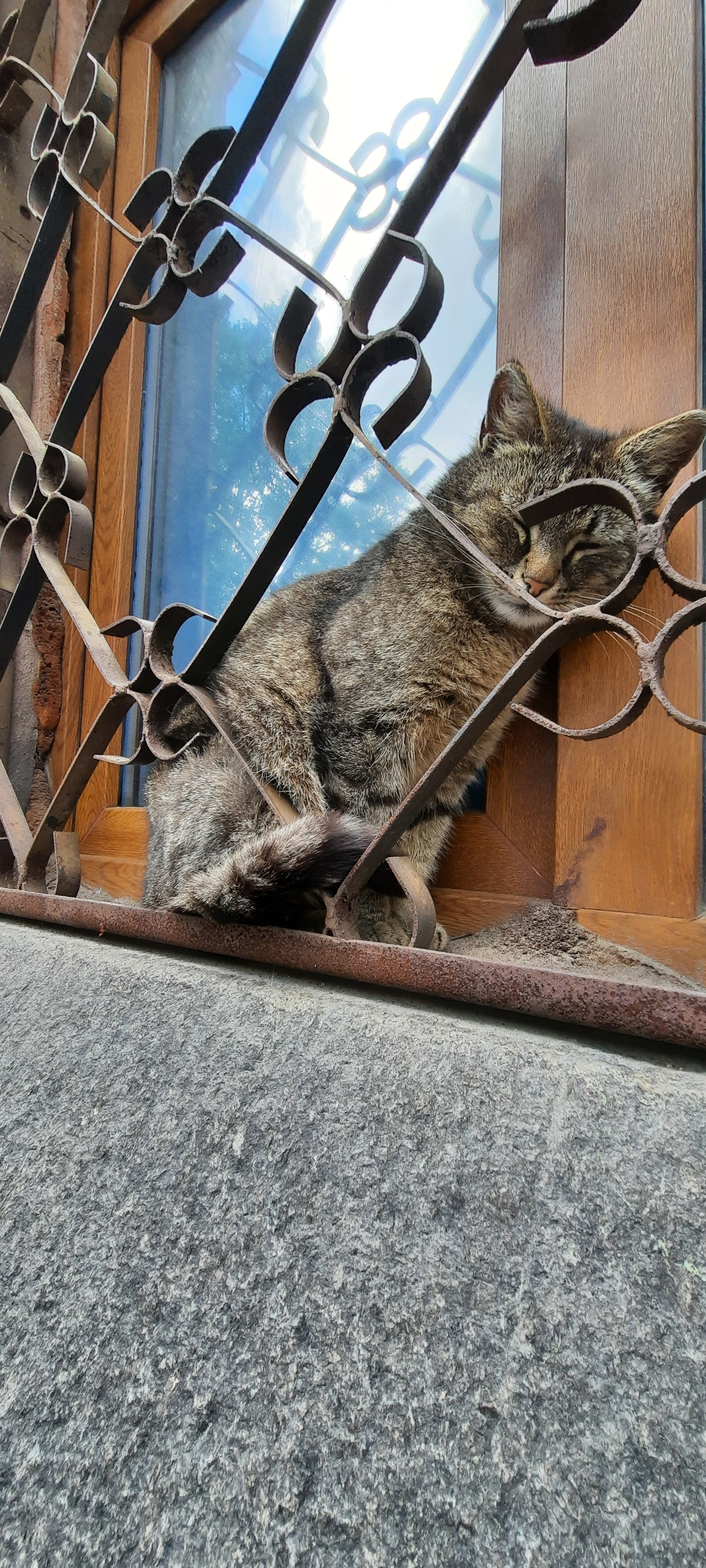 Convenience and comfort - My, The photo, cat, Convenience, Window, Longpost