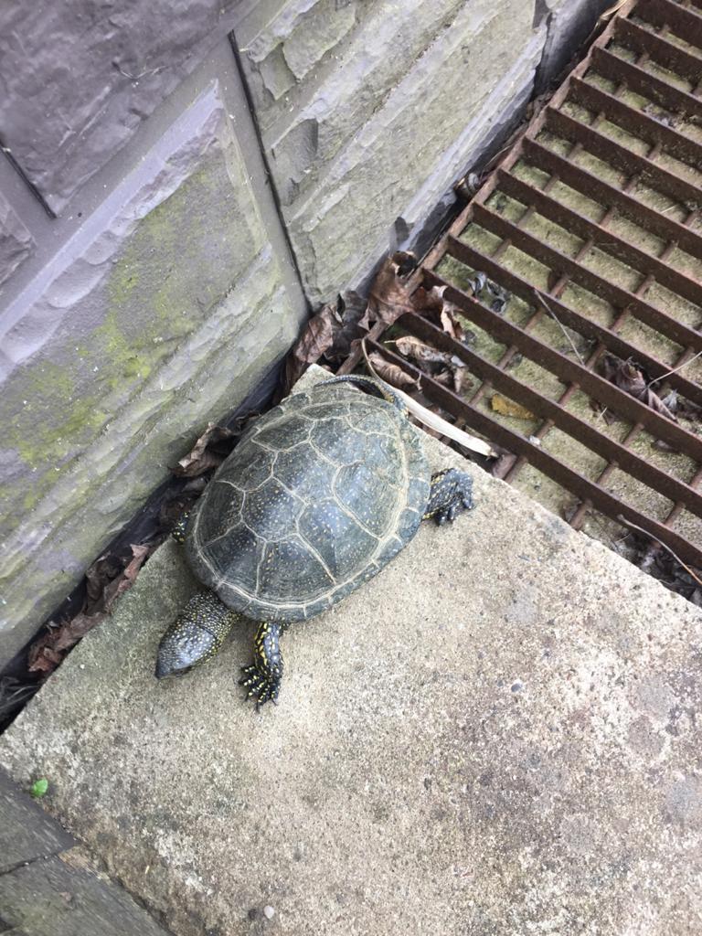 Turtle in the Leningrad region - My, Bog turtle, Turtle, Leningrad region, Animals, Longpost