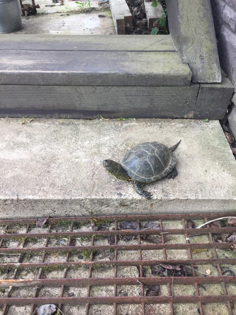 Turtle in the Leningrad region - My, Bog turtle, Turtle, Leningrad region, Animals, Longpost