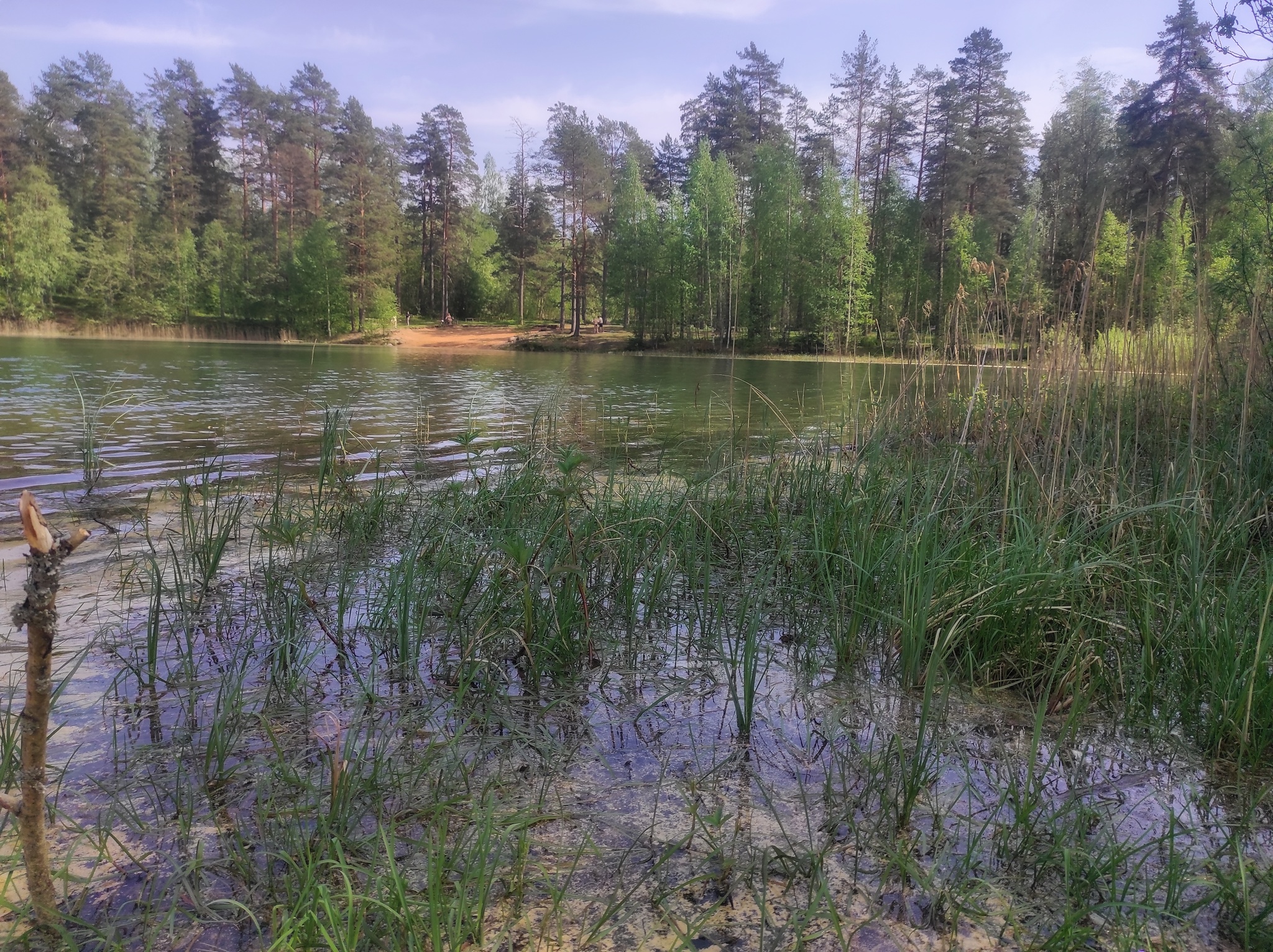 Lake Green - My, Mobile photography, Lake, Nature, May, Longpost