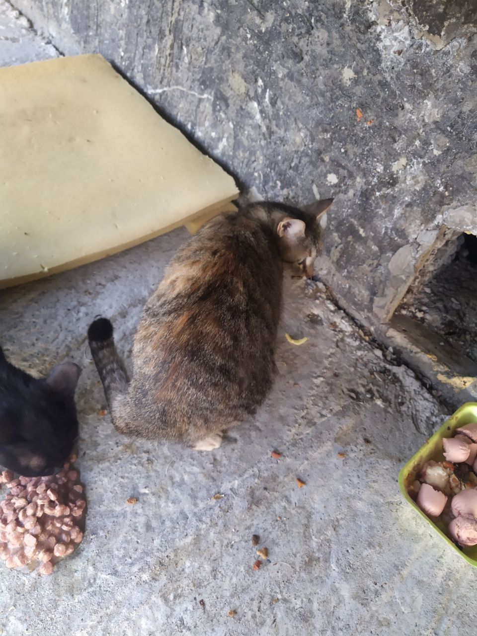 Tyumen, take the cats, huh? - No rating, Tyumen, cat, Longpost, In good hands, Homeless animals