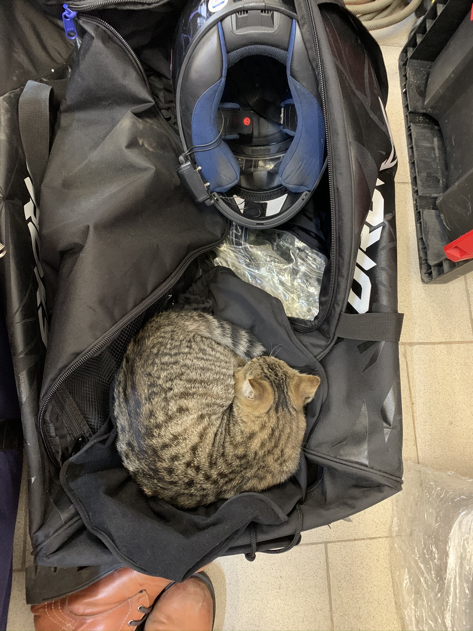 Cat and racing bike - My, cat, Motorcycles, Sport bike, Race, Kittens, Video, Longpost, Moto