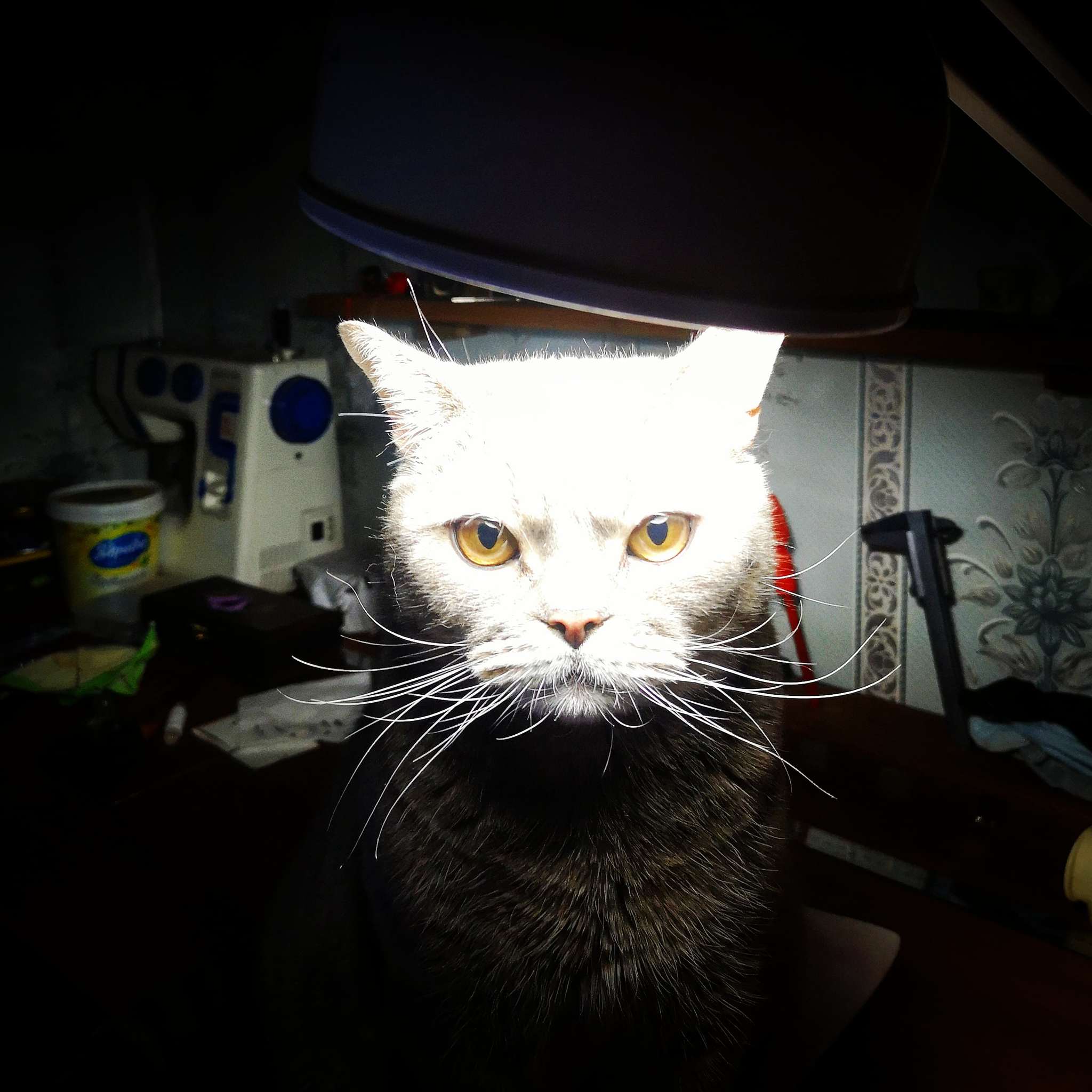 My cat lamp - My, cat, Desk lamp, British cat