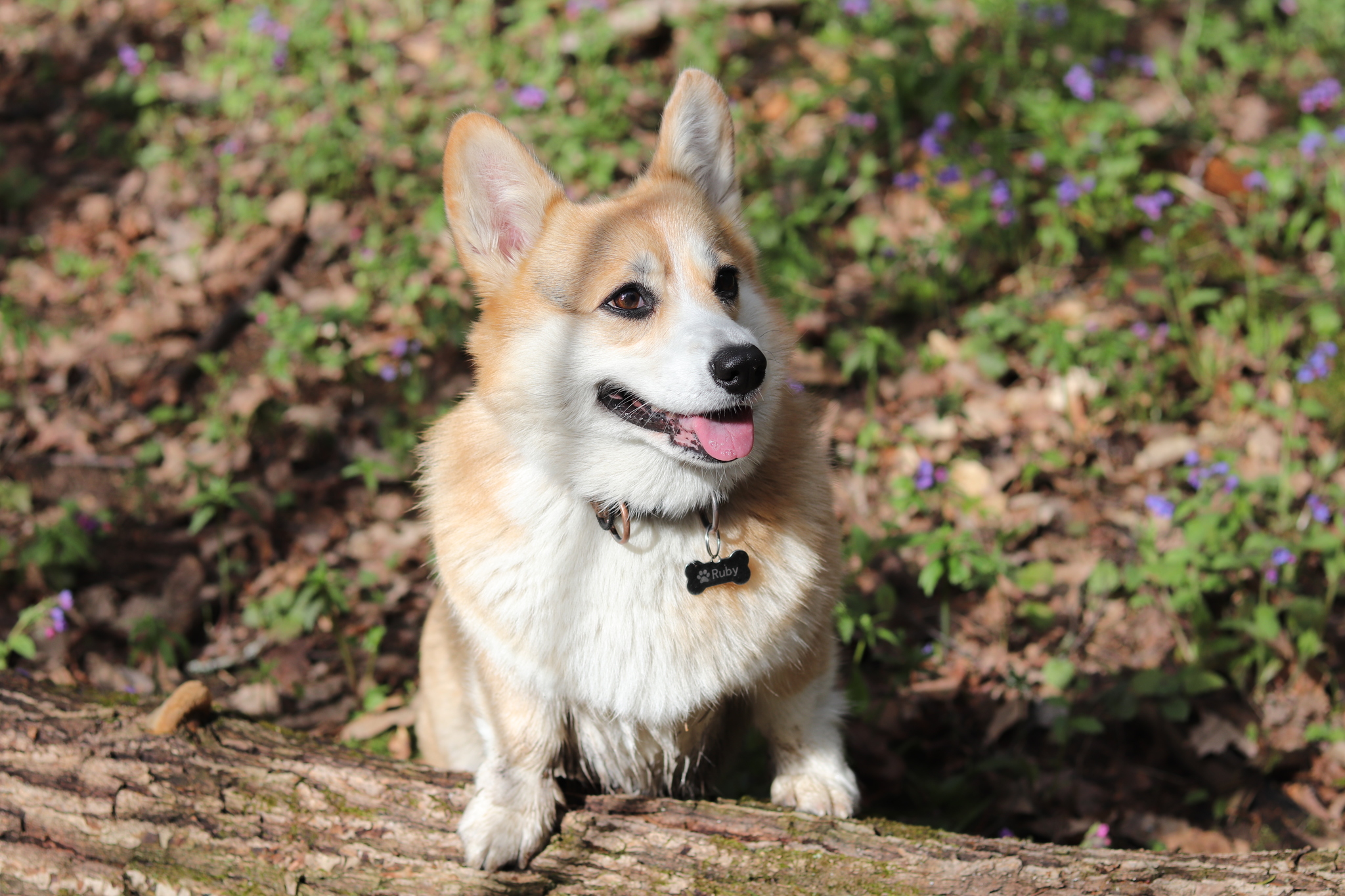 Not much against cats, but - My, Welsh corgi pembroke, Dogs versus cats, A wave of posts, Dog