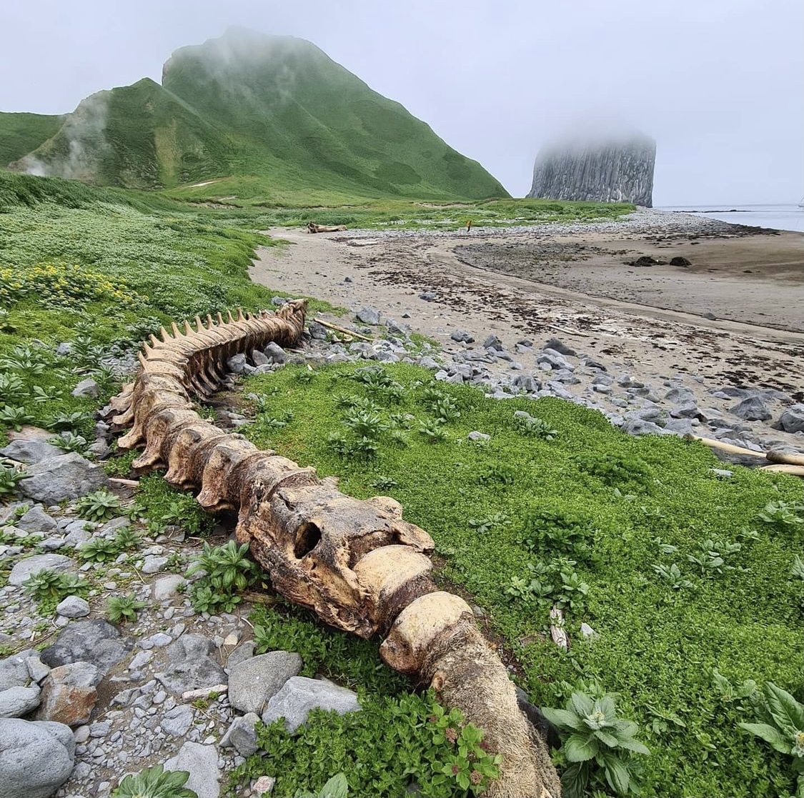 And the fox came! - Arctic fox, Story, Sakhalin Region, Island, Uninhabited island, Kurile Islands, Whale, Skeleton, Longpost