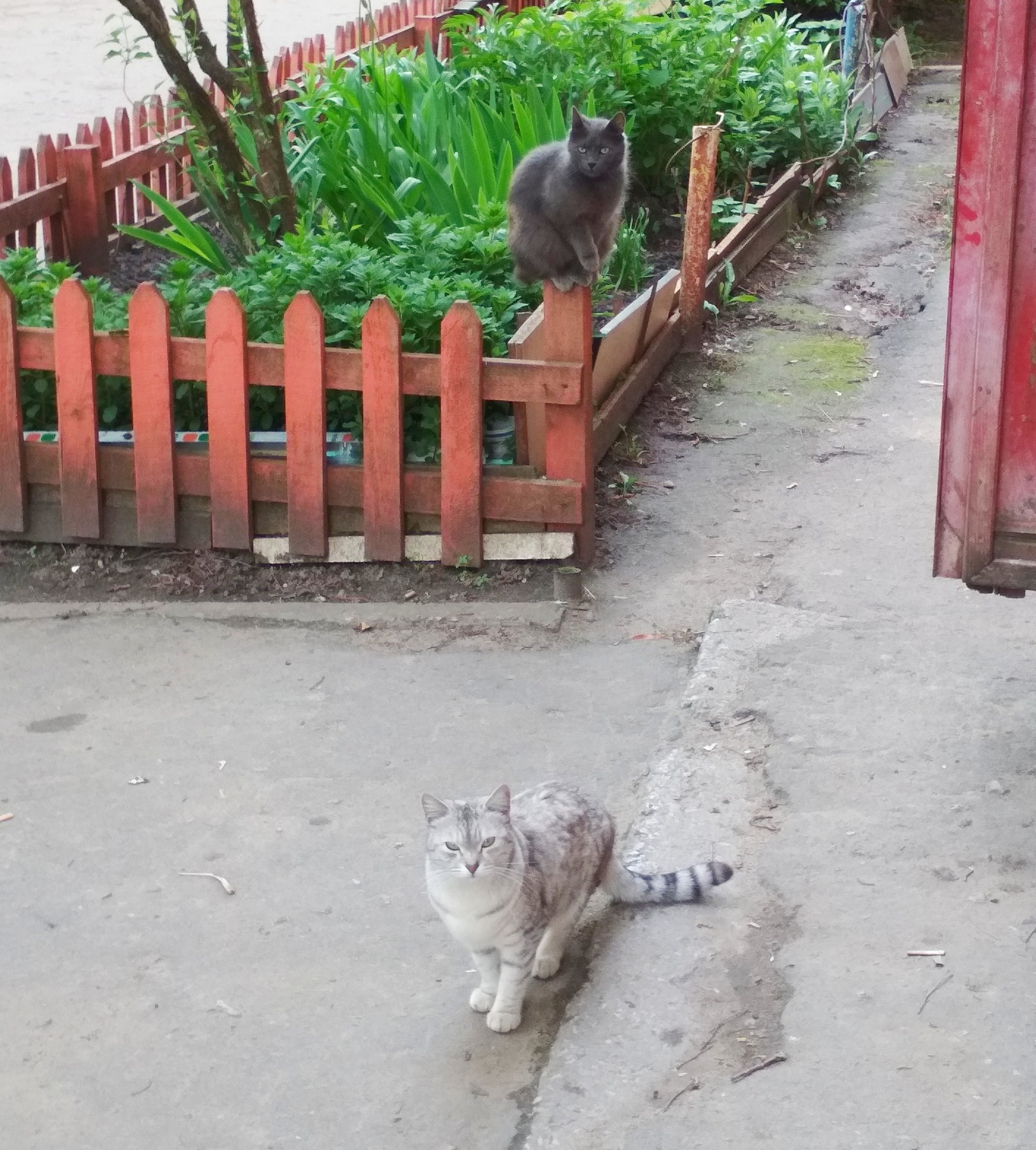 Balance and harmony - My, cat, Courtyard, Harmony, Balance, Wild animals, Pets, Nobles