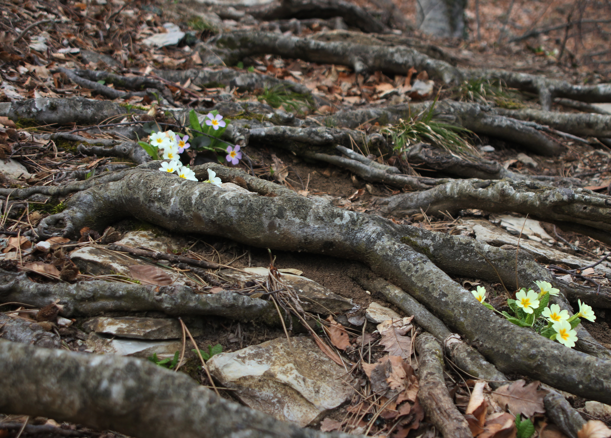 Taraktash trail to Ai-Petri - My, The photo, Crimea, Nature, Longpost