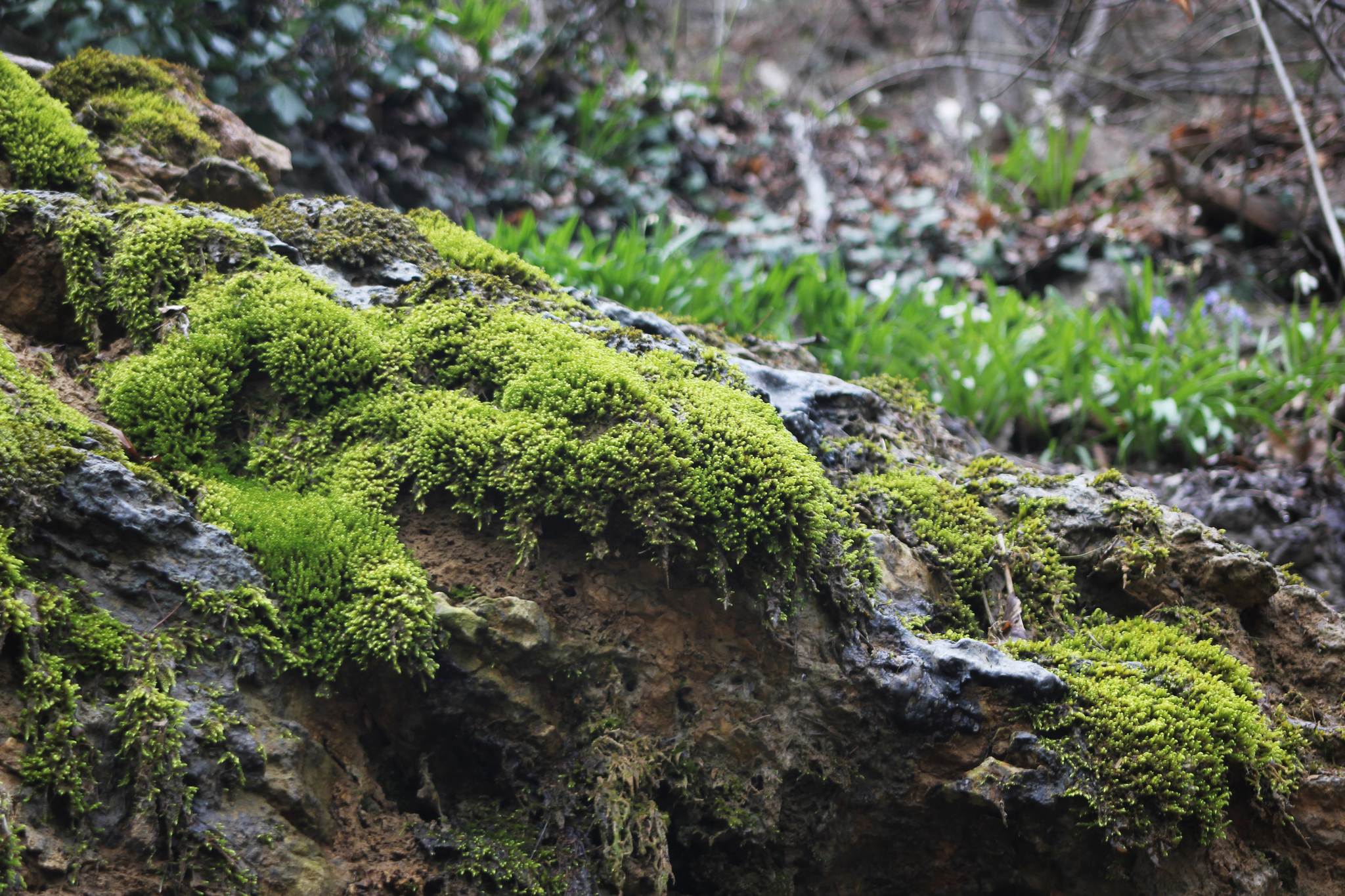 Taraktash trail to Ai-Petri - My, The photo, Crimea, Nature, Longpost