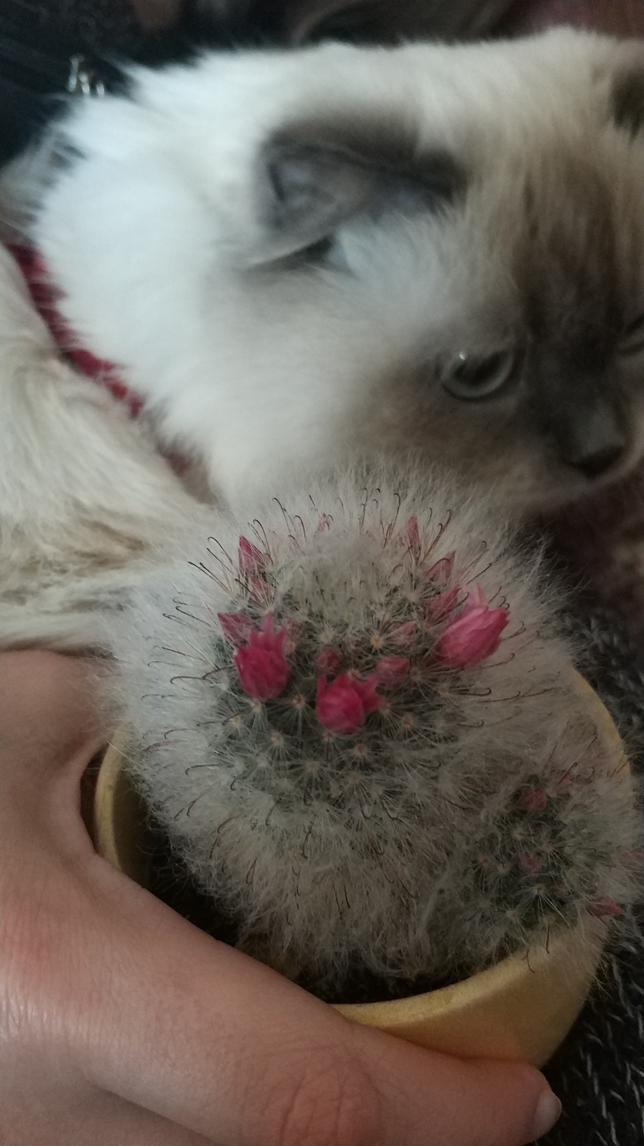 Fluffy - My, Flowers, Cactus, cat, Animals, Longpost