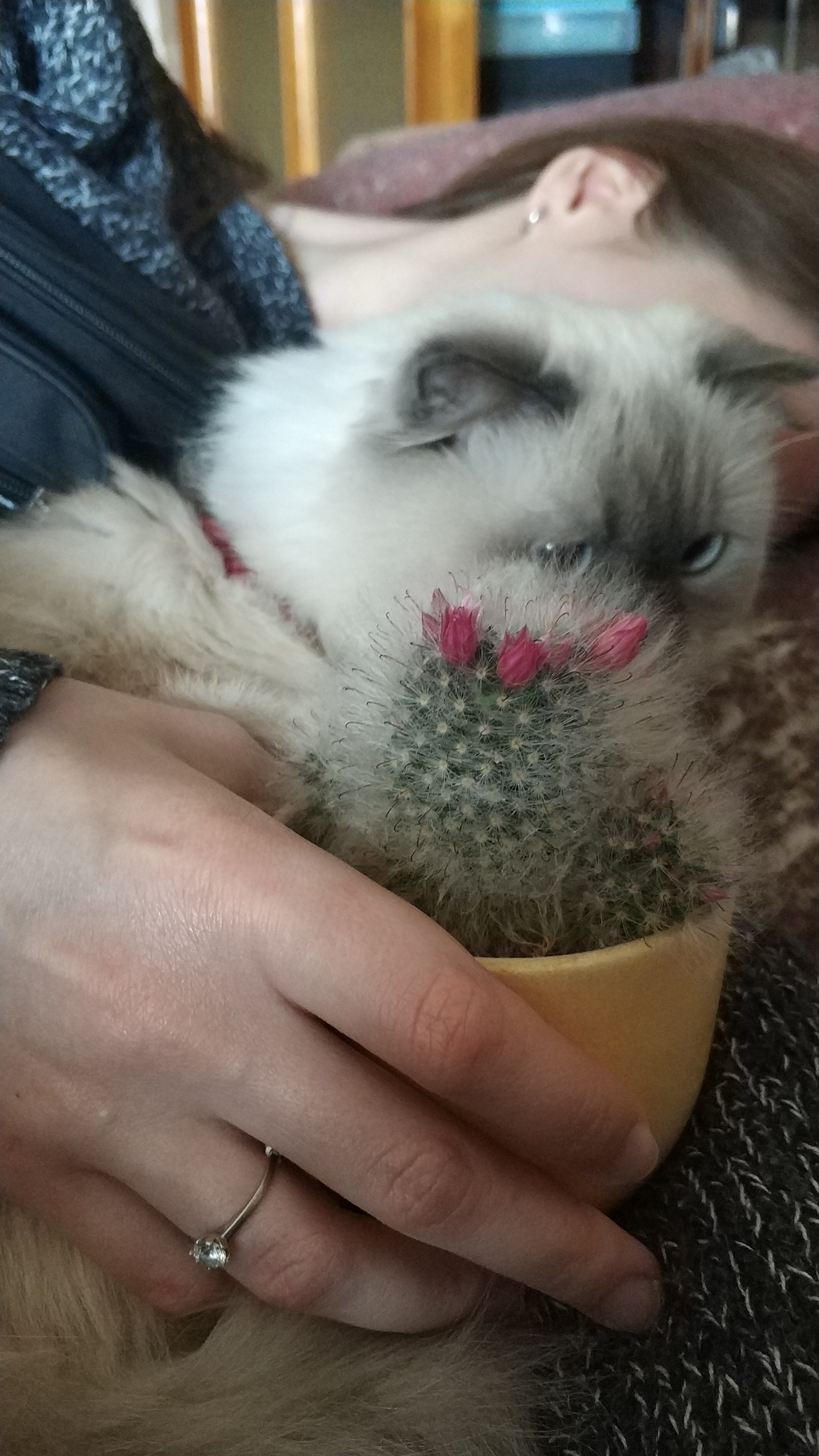 Fluffy - My, Flowers, Cactus, cat, Animals, Longpost