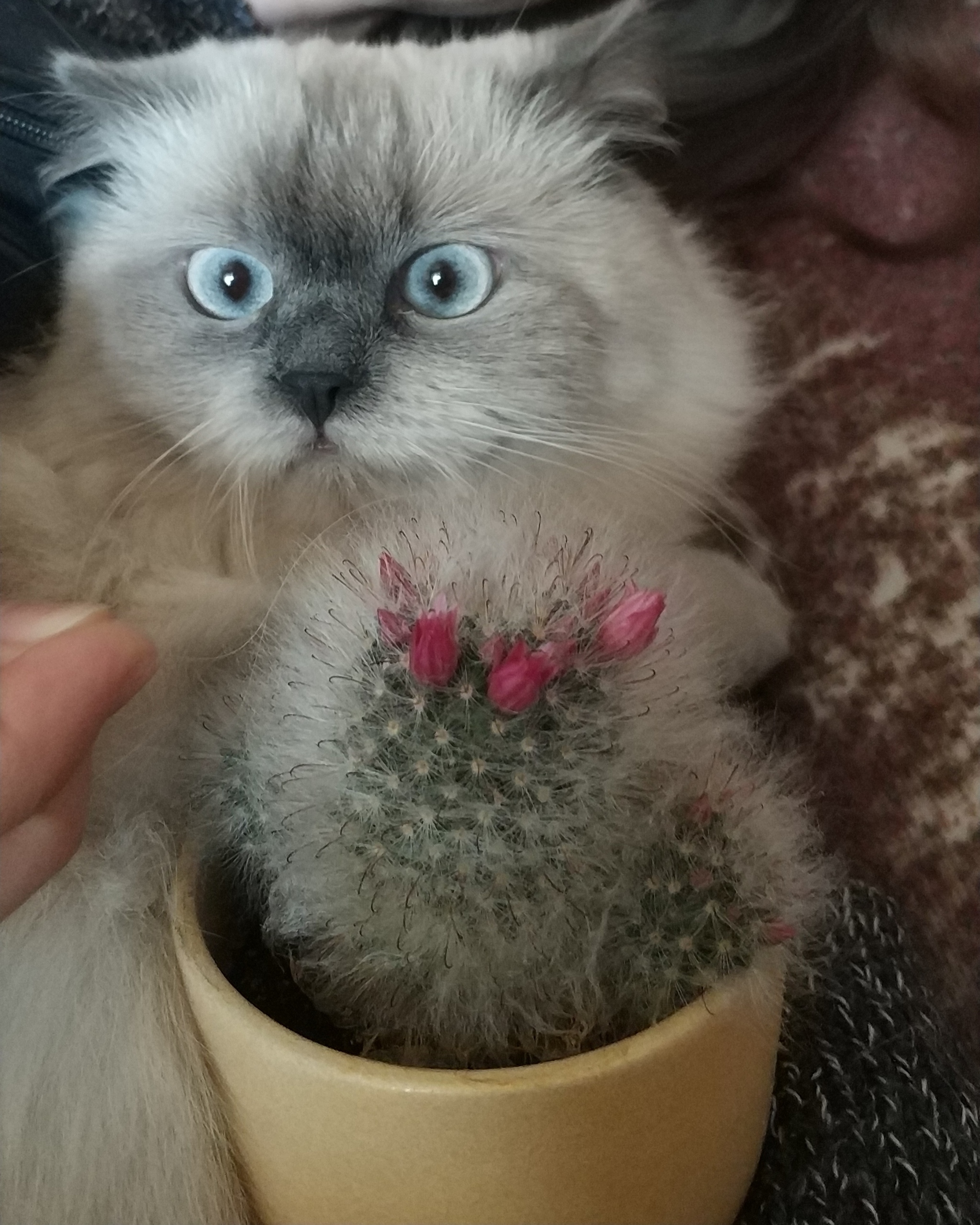 Fluffy - My, Flowers, Cactus, cat, Animals, Longpost