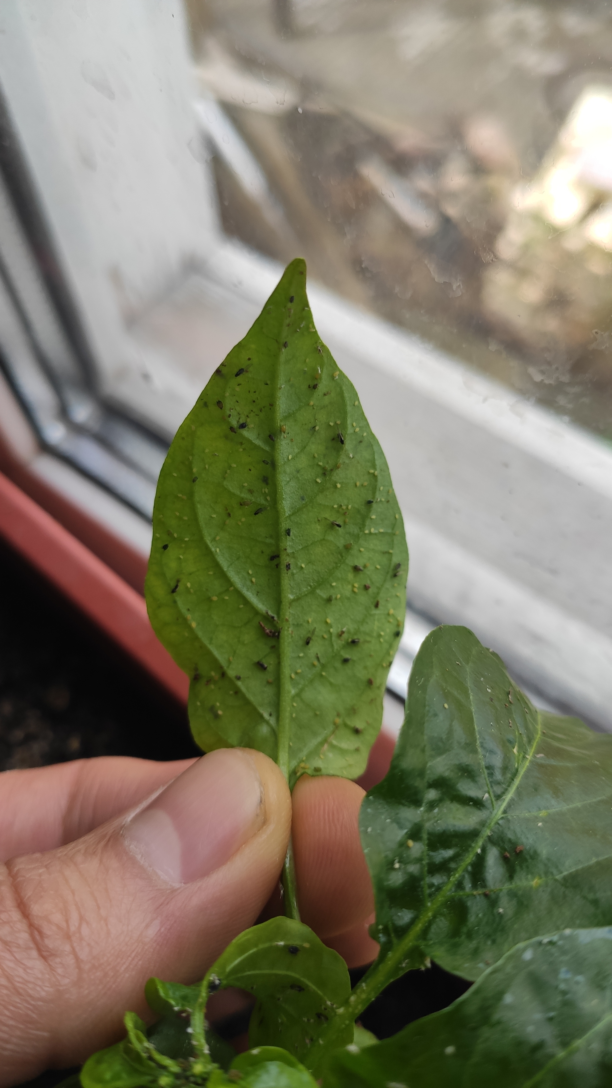 Help! - My, Hot peppers, Seedling