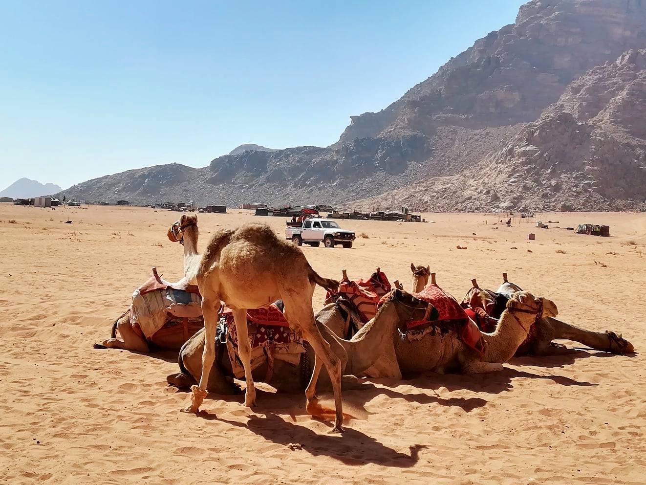 Overnight stay with the Bedouins in the Wadi Rum desert - My, Jordan, Desert, Travels, Longpost, The photo