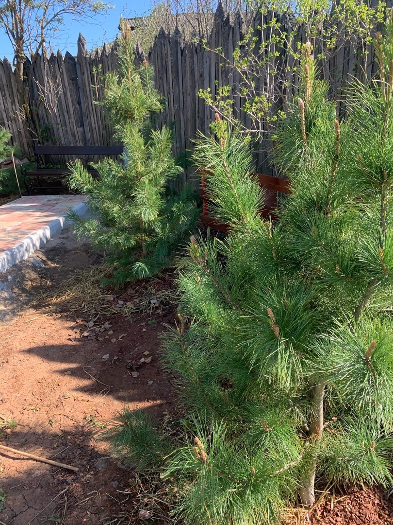 We plant conifers - large-sized. Key Rules - My, Conifers, Garden, Gardening, Longpost, Large-sized meter