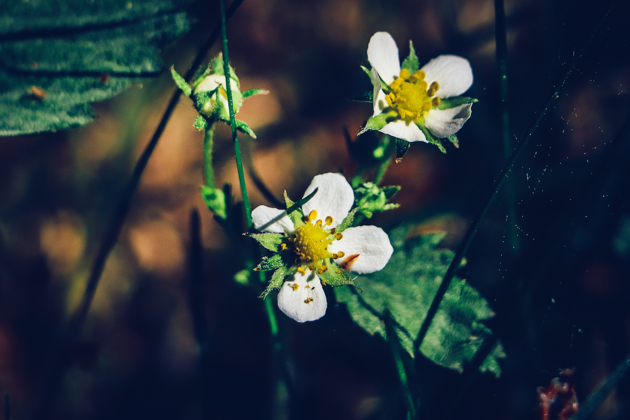 Spring sketches - My, The photo, Nature, beauty of nature, Plants, Flowers, Lilies of the valley, Longpost