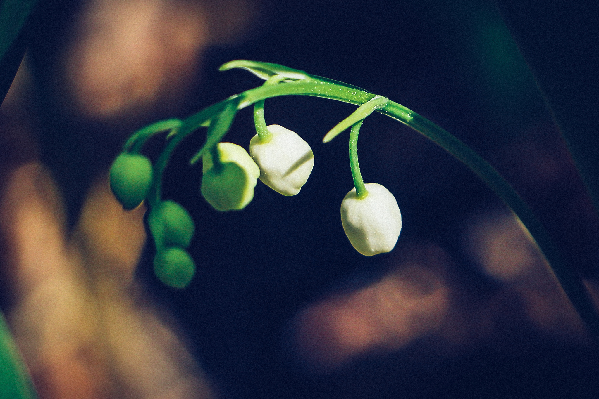 Spring sketches - My, The photo, Nature, beauty of nature, Plants, Flowers, Lilies of the valley, Longpost