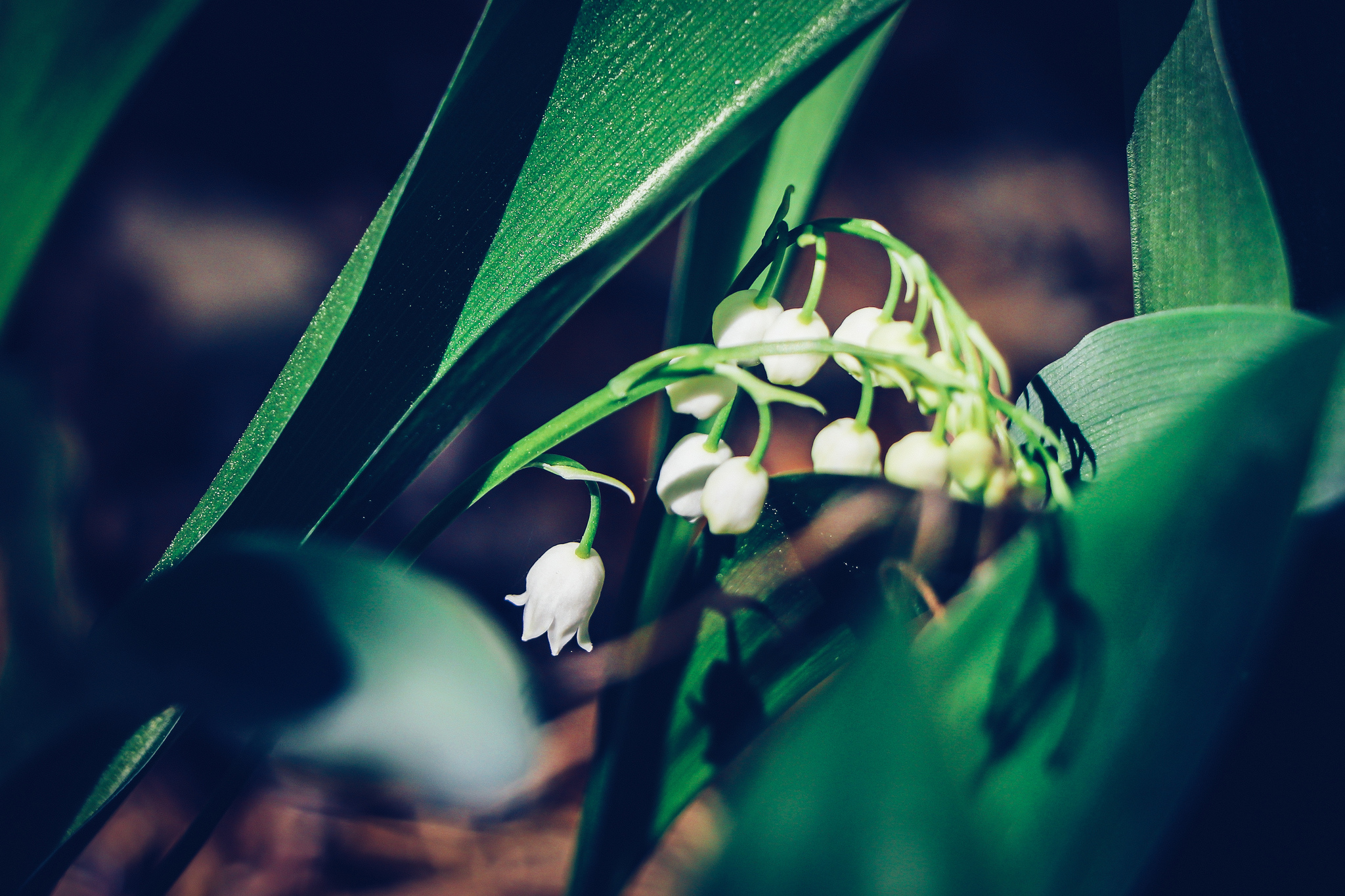 Spring sketches - My, The photo, Nature, beauty of nature, Plants, Flowers, Lilies of the valley, Longpost