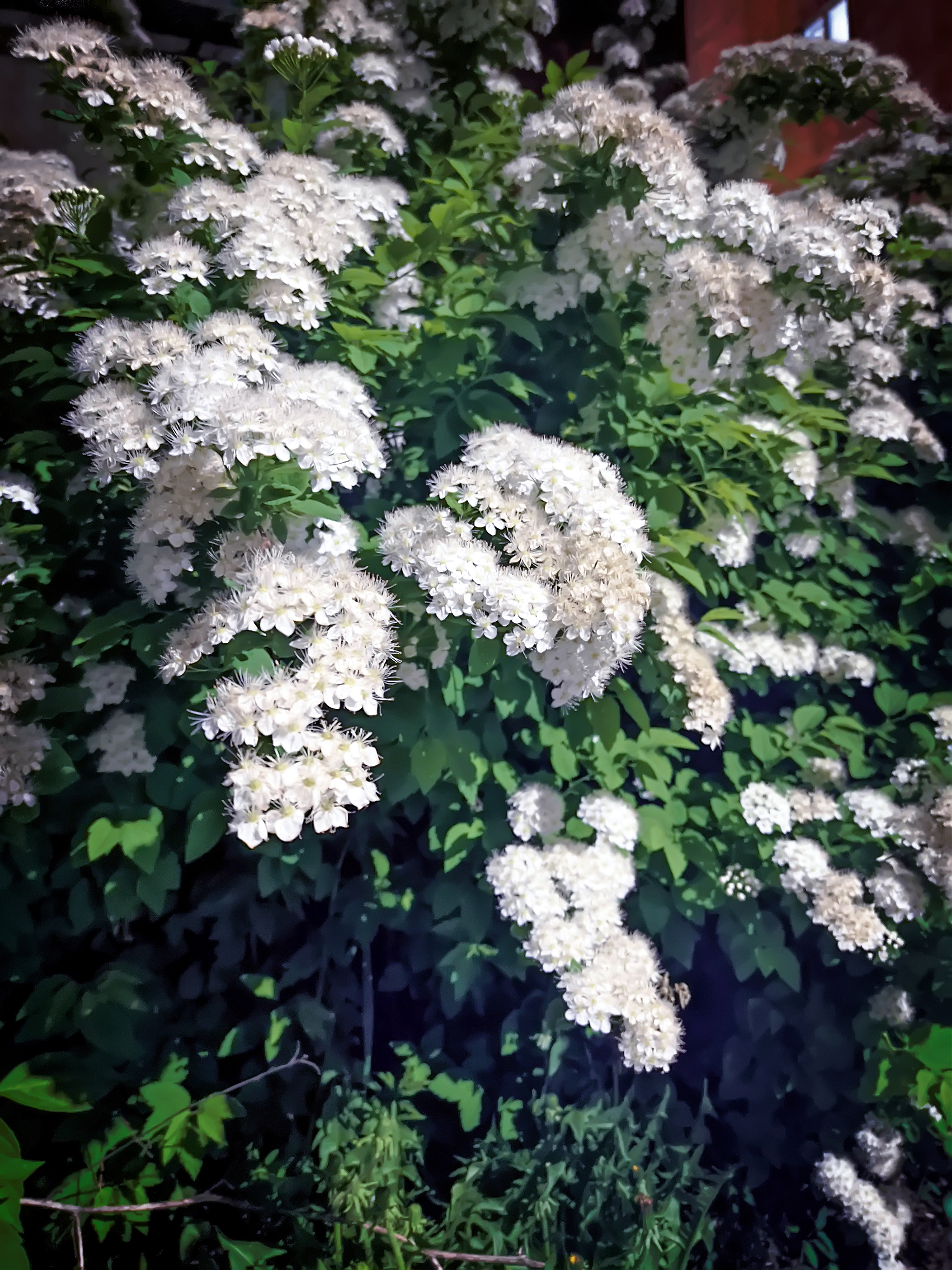 We bloom together, cheerfully! - My, Evening, Night, Bloom, Lilac, Plants, Night shooting, Mobile photography, Longpost