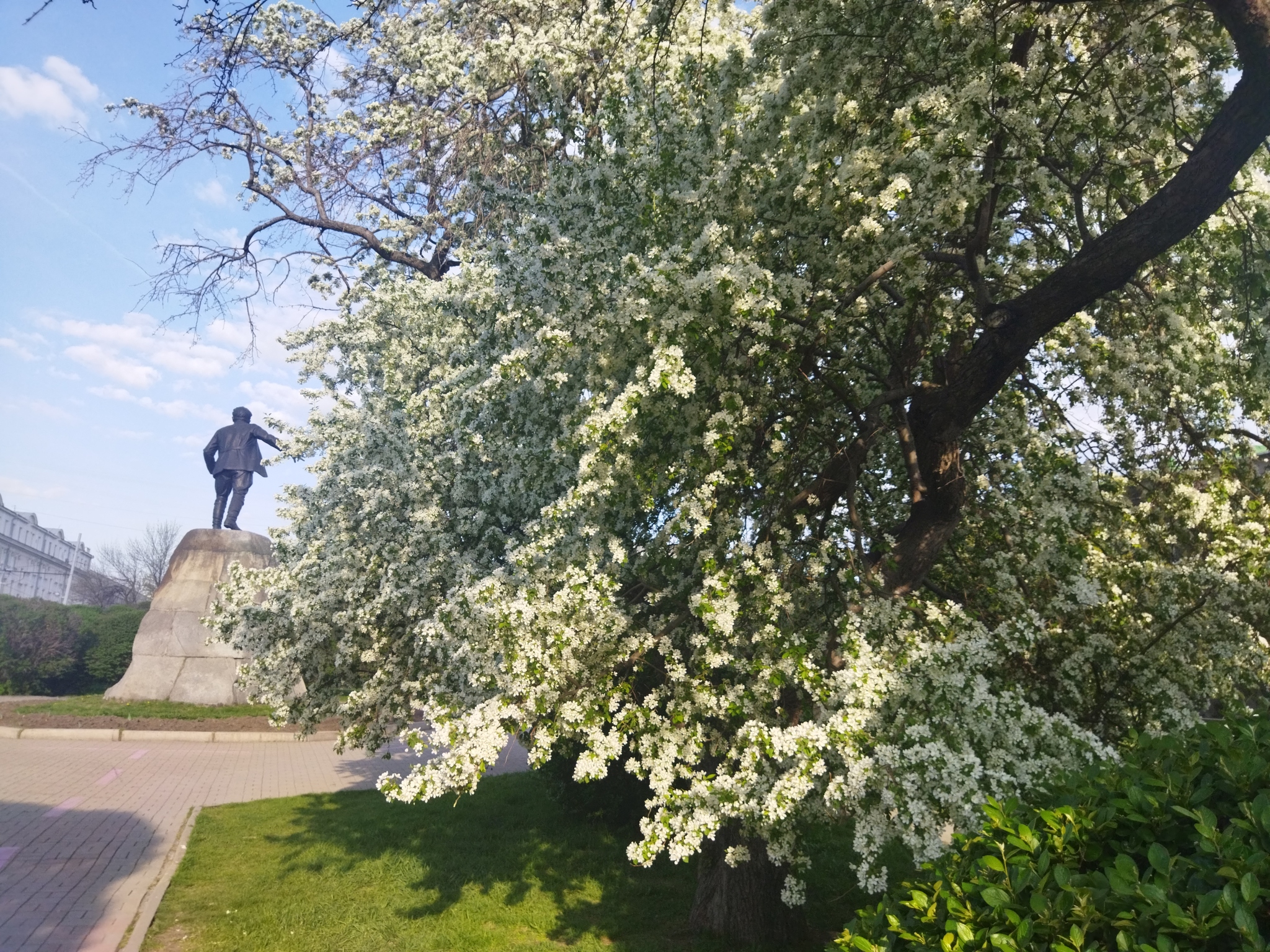 Весна в Екатеринбурге - Моё, Екатеринбург, Весна, Дерево, Цветение, Красота, Длиннопост, Мобильная фотография