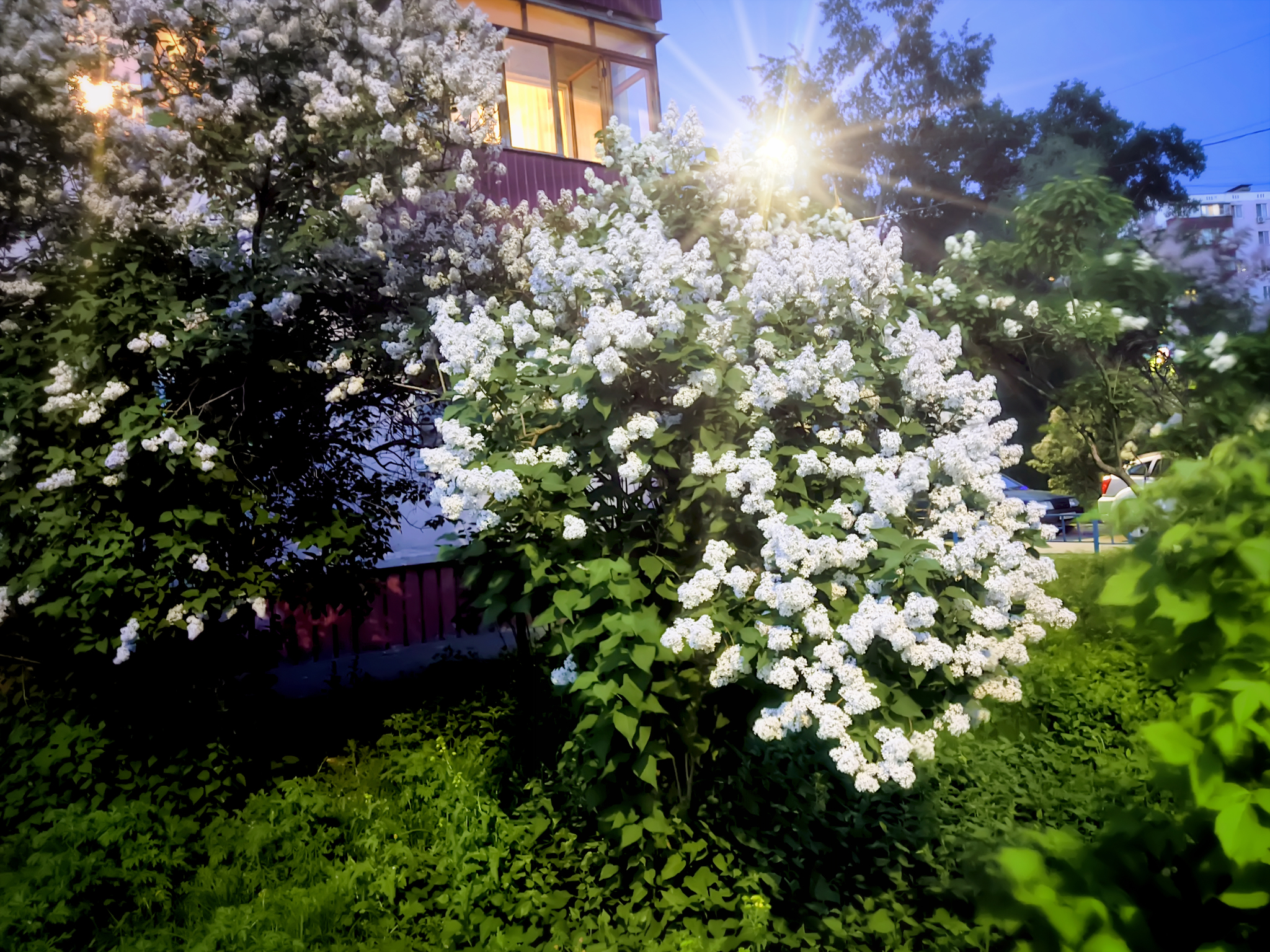 We bloom together, cheerfully! - My, Evening, Night, Bloom, Lilac, Plants, Night shooting, Mobile photography, Longpost