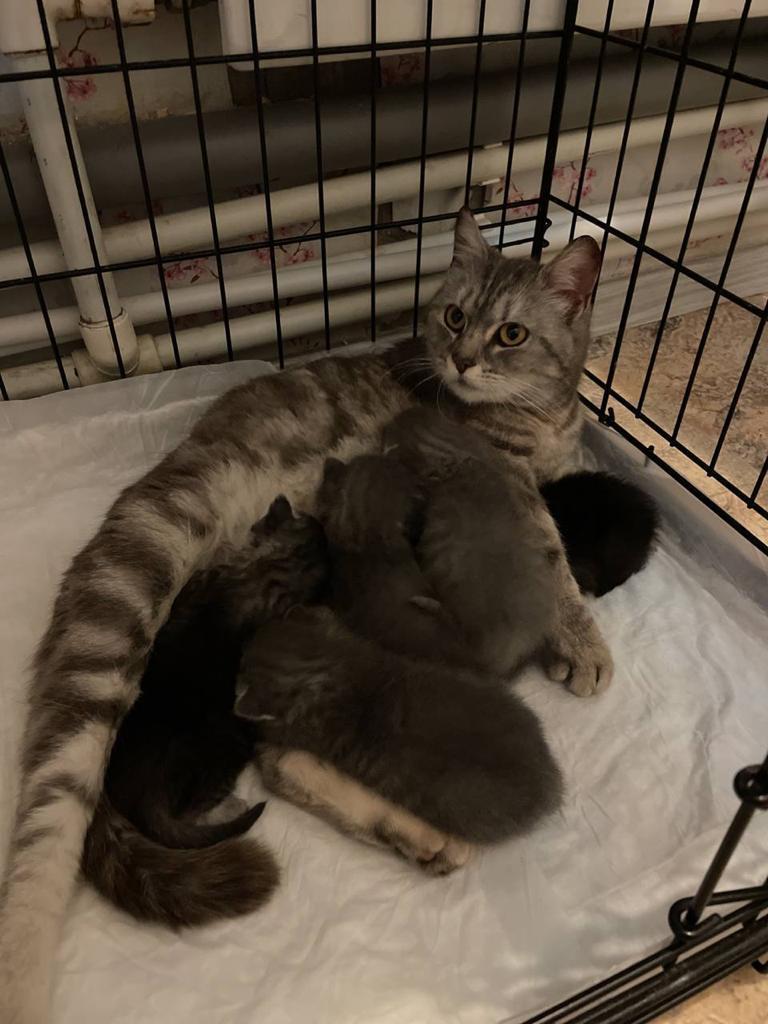 Continuation of the post “Need help in transporting a cat with newborn kittens” - My, Saint Petersburg, cat, No rating, Pets, In good hands, Kittens, Reply to post, Longpost