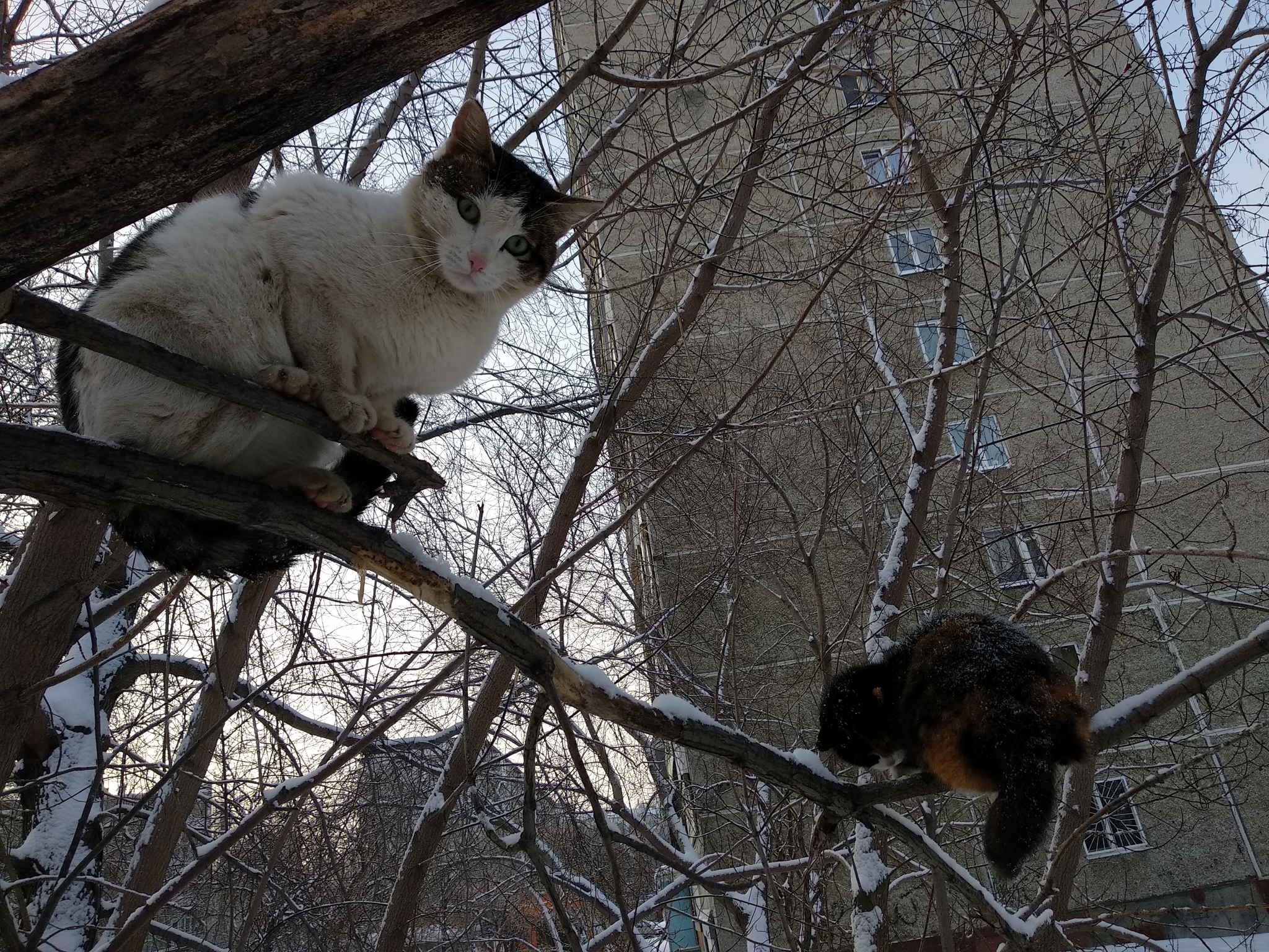 Коты прилетели - Моё, Кот, Прилетели