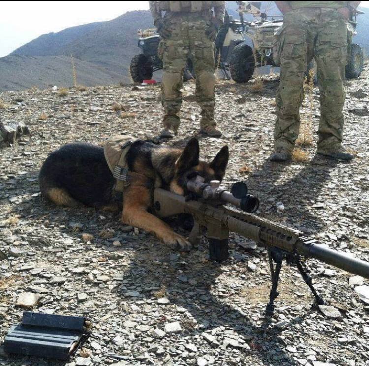 Sniper, dog, well-aimed! - Dog, Snipers, Sniper rifle, Sheepdog