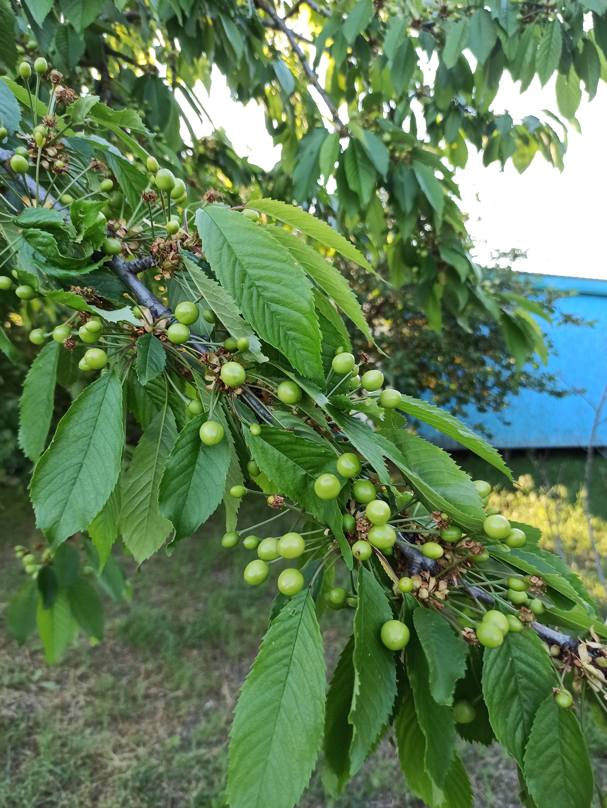 Do you want me to show you how fruits are born? - Growth, Фрукты, Orchard, Краснодарский Край, Dolzhanskaya, Relaxation, Camping, Azov sea, Longpost