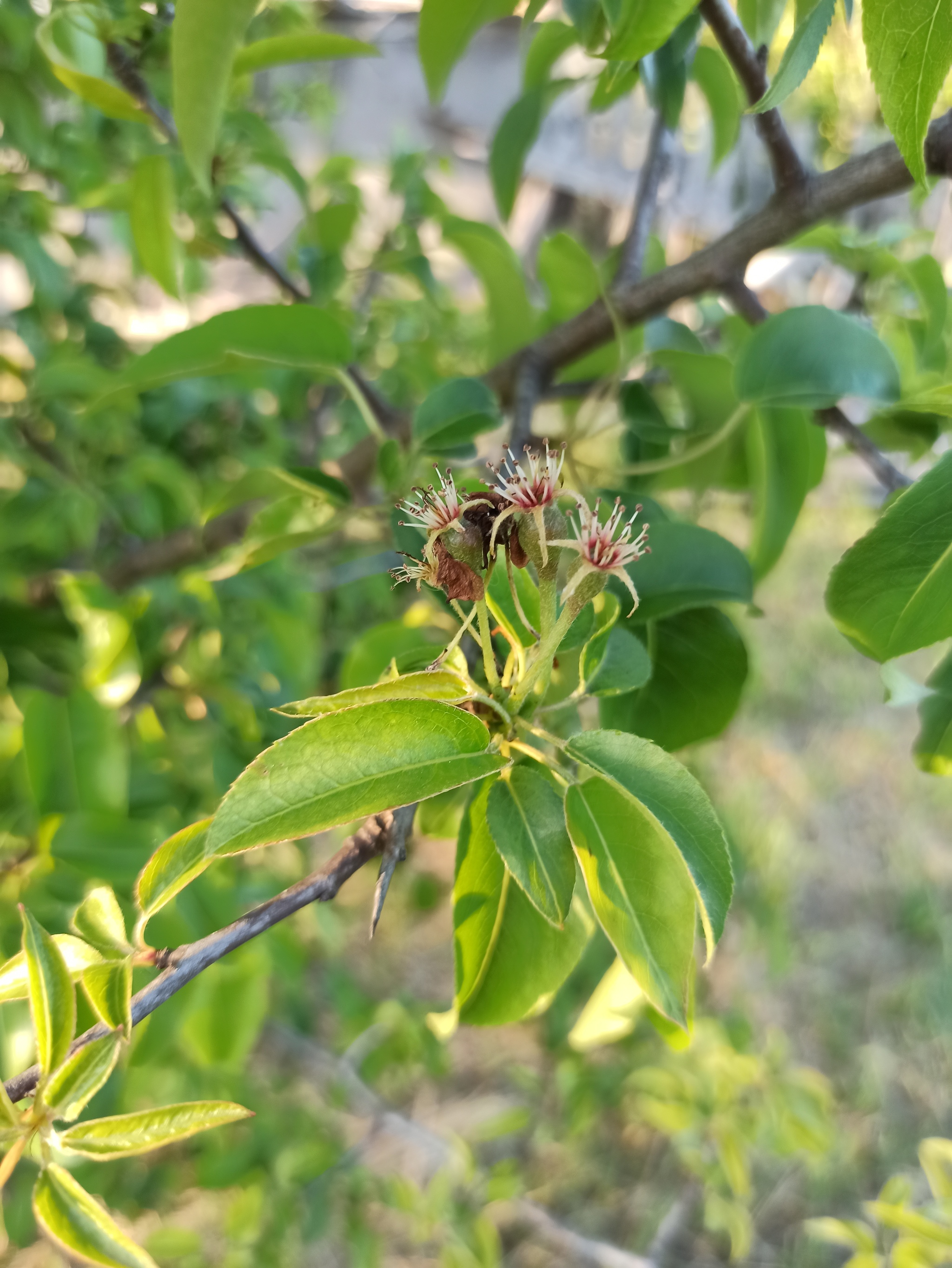 Do you want me to show you how fruits are born? - Growth, Фрукты, Orchard, Краснодарский Край, Dolzhanskaya, Relaxation, Camping, Azov sea, Longpost