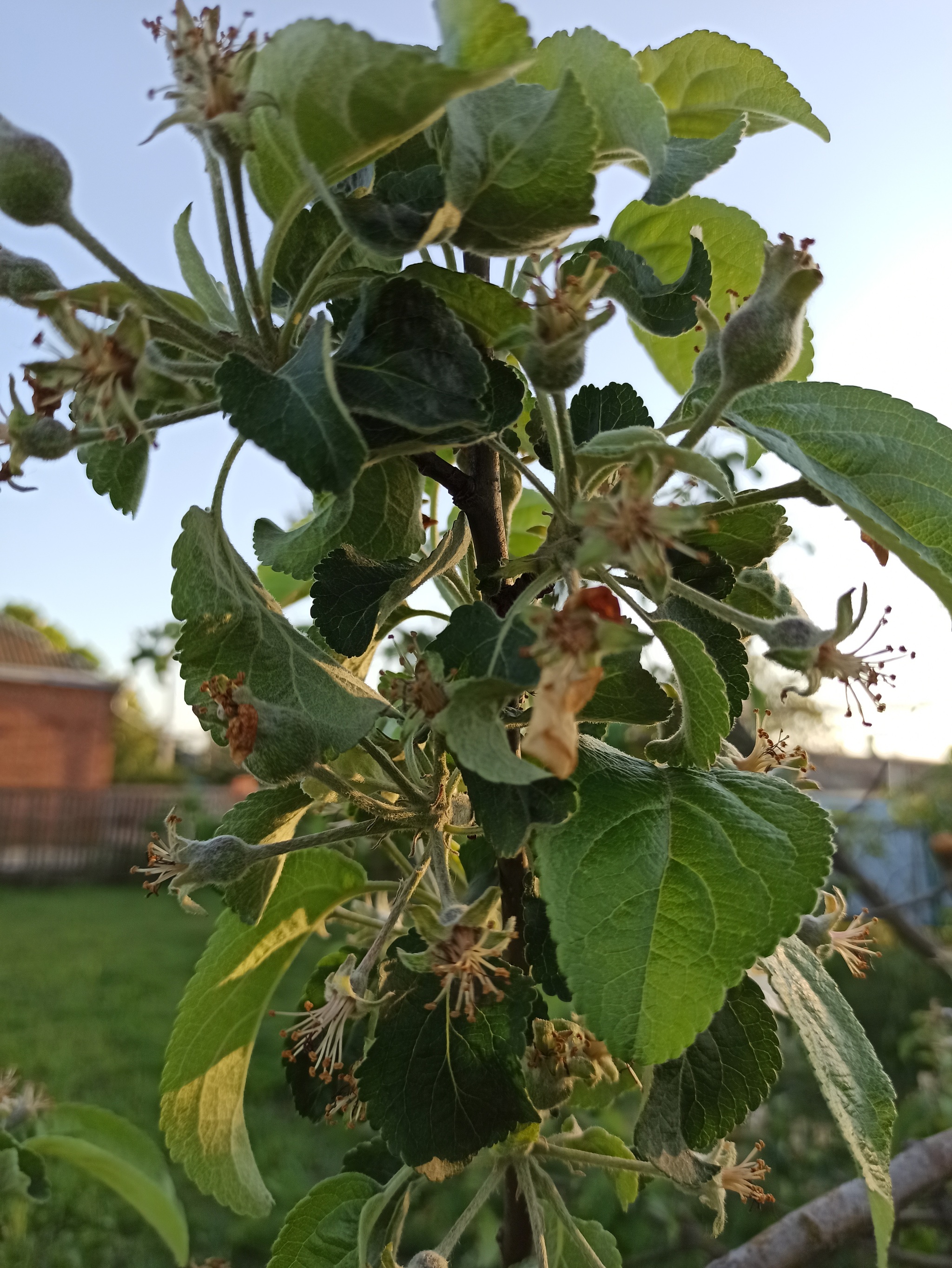 Do you want me to show you how fruits are born? - Growth, Фрукты, Orchard, Краснодарский Край, Dolzhanskaya, Relaxation, Camping, Azov sea, Longpost