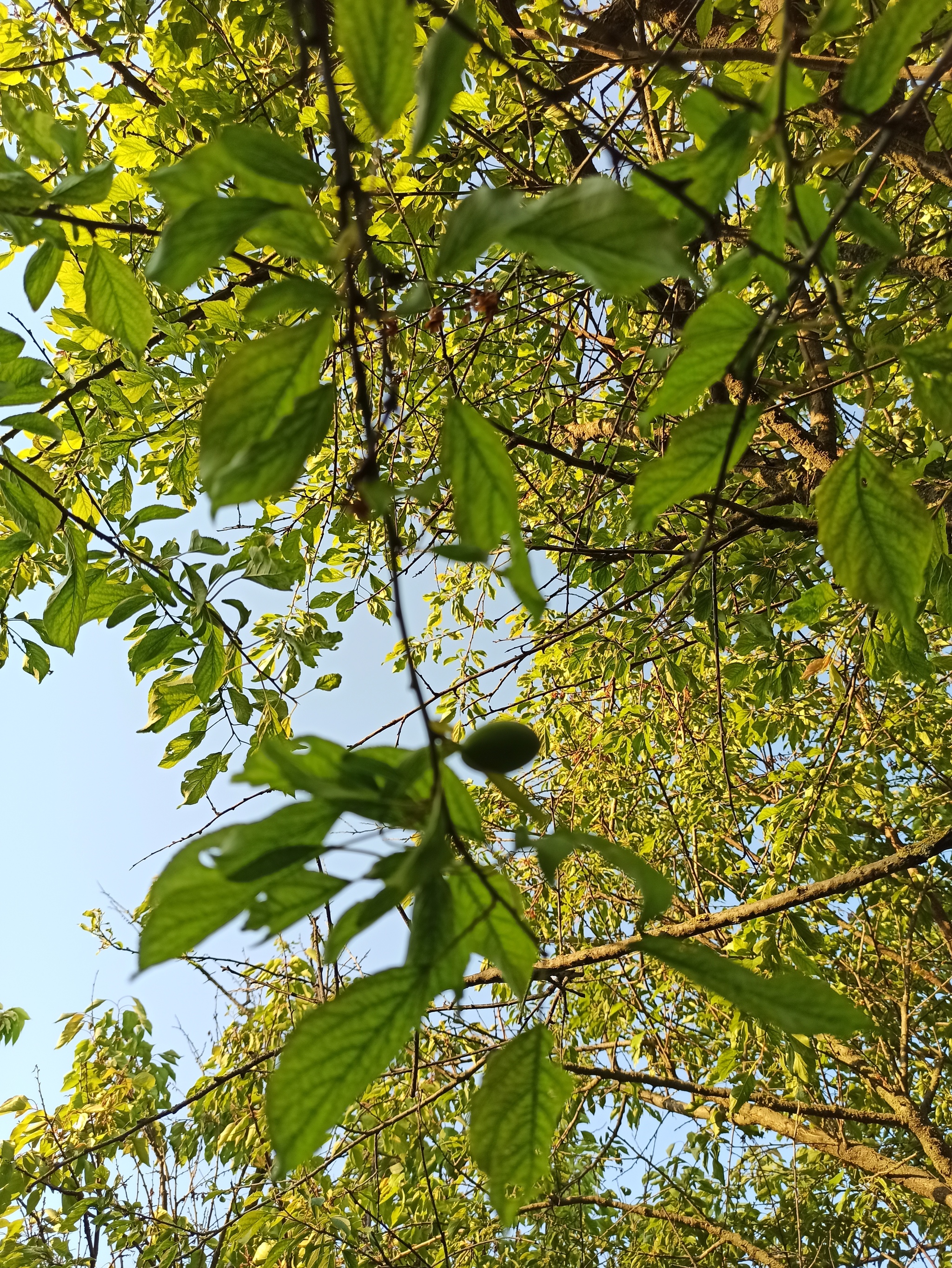 Do you want me to show you how fruits are born? - Growth, Фрукты, Orchard, Краснодарский Край, Dolzhanskaya, Relaxation, Camping, Azov sea, Longpost