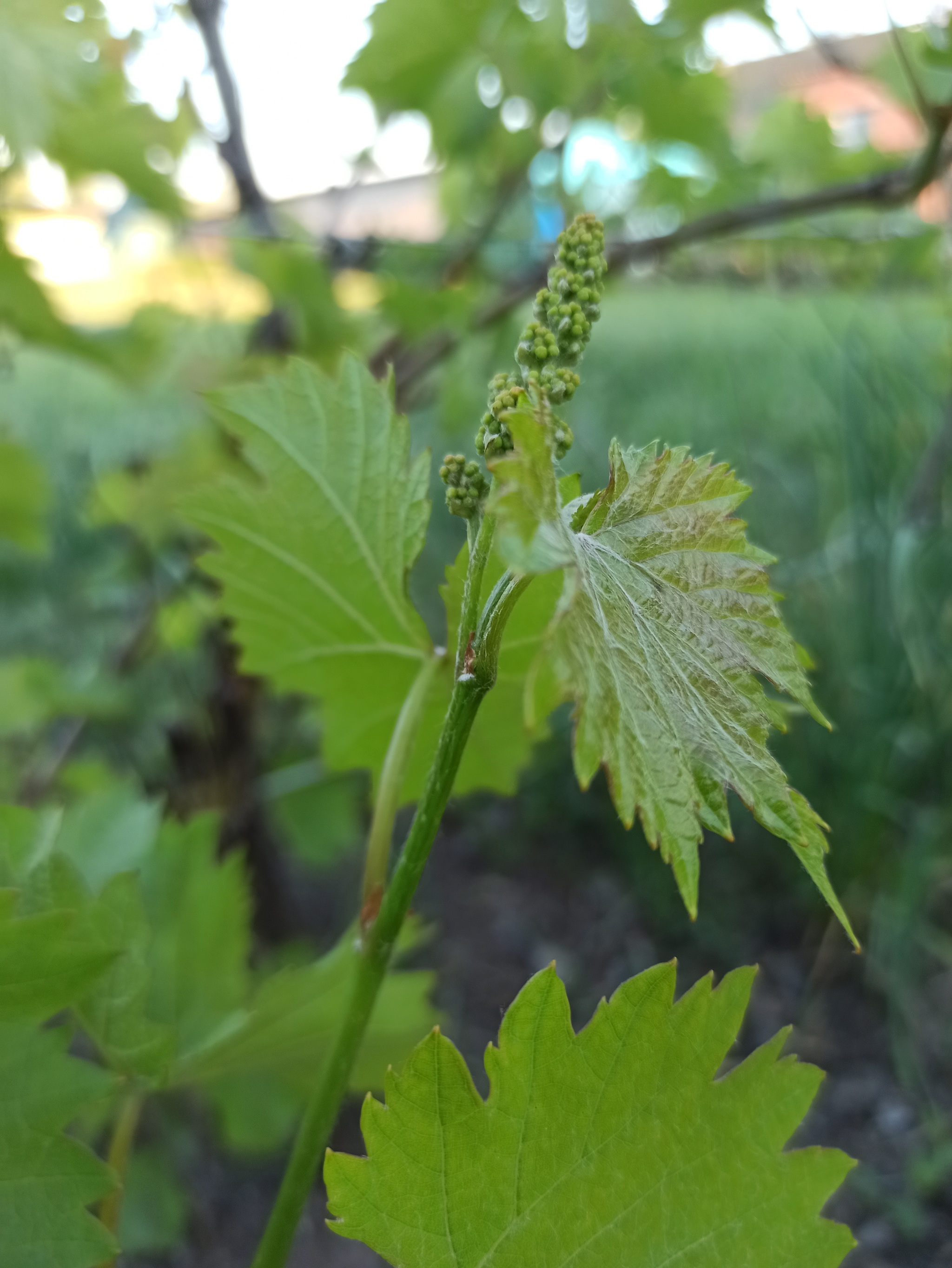 Do you want me to show you how fruits are born? - Growth, Фрукты, Orchard, Краснодарский Край, Dolzhanskaya, Relaxation, Camping, Azov sea, Longpost