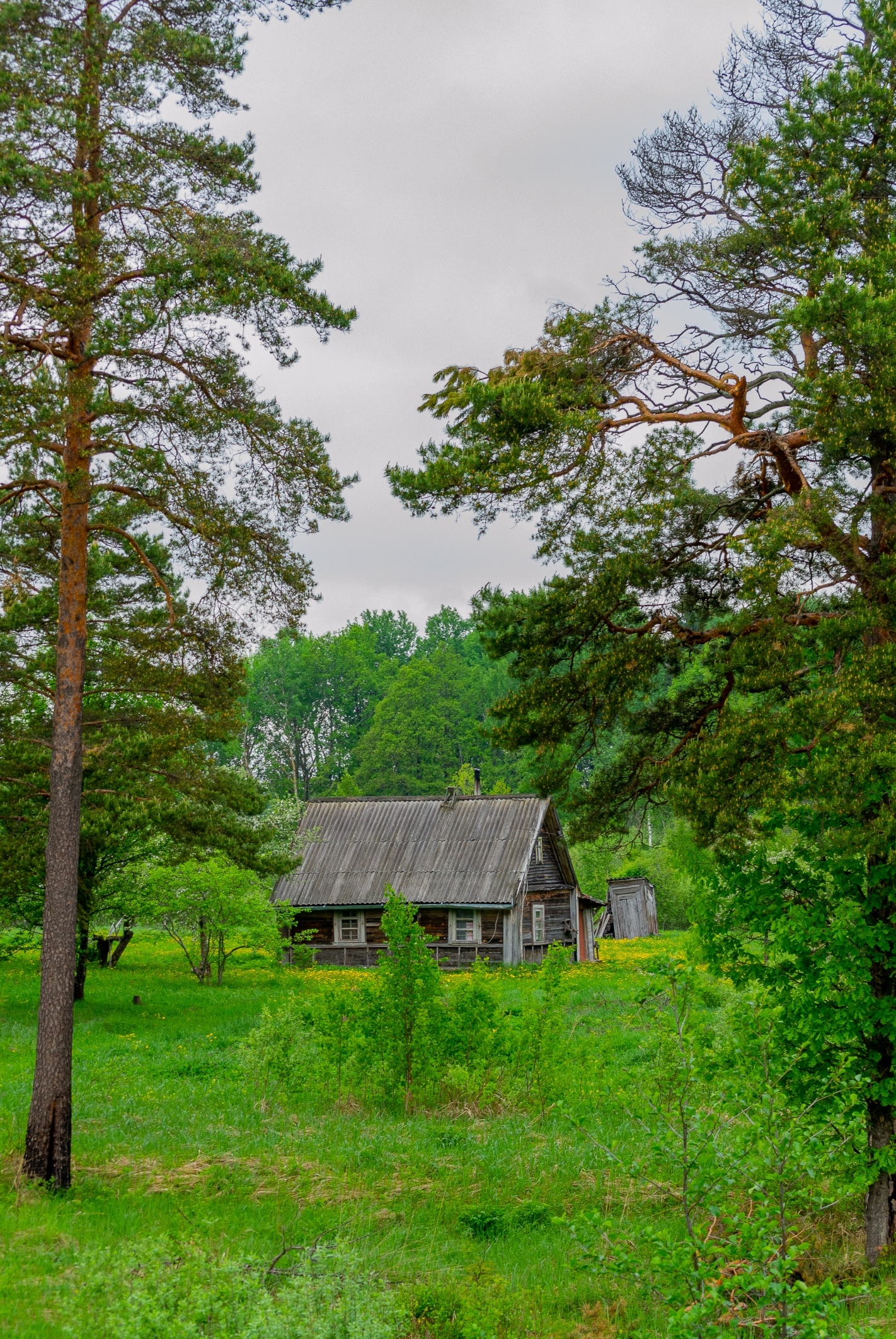 Псковская область. Лес Псковской области. Псков леса. Псковская область природа. Лес Псковщины.