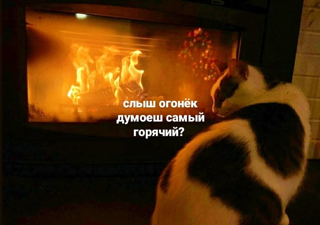 Hot battle by the fireplace - cat, Fireplace, Picture with text