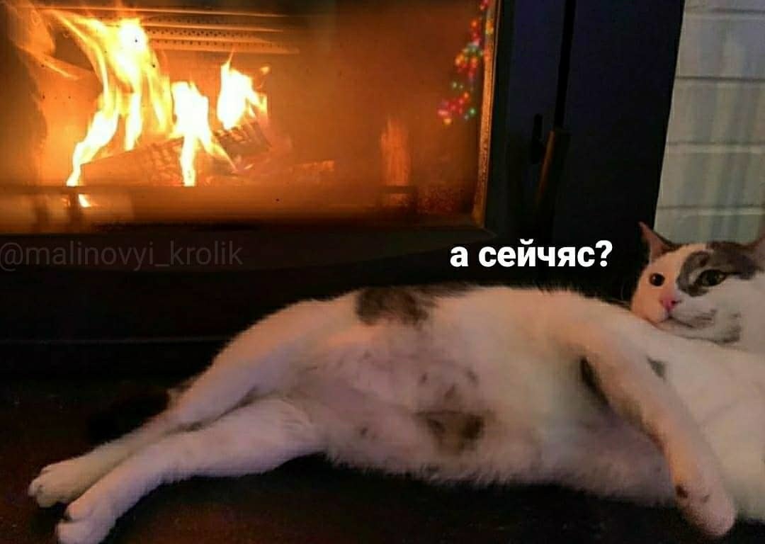 Hot battle by the fireplace - cat, Fireplace, Picture with text