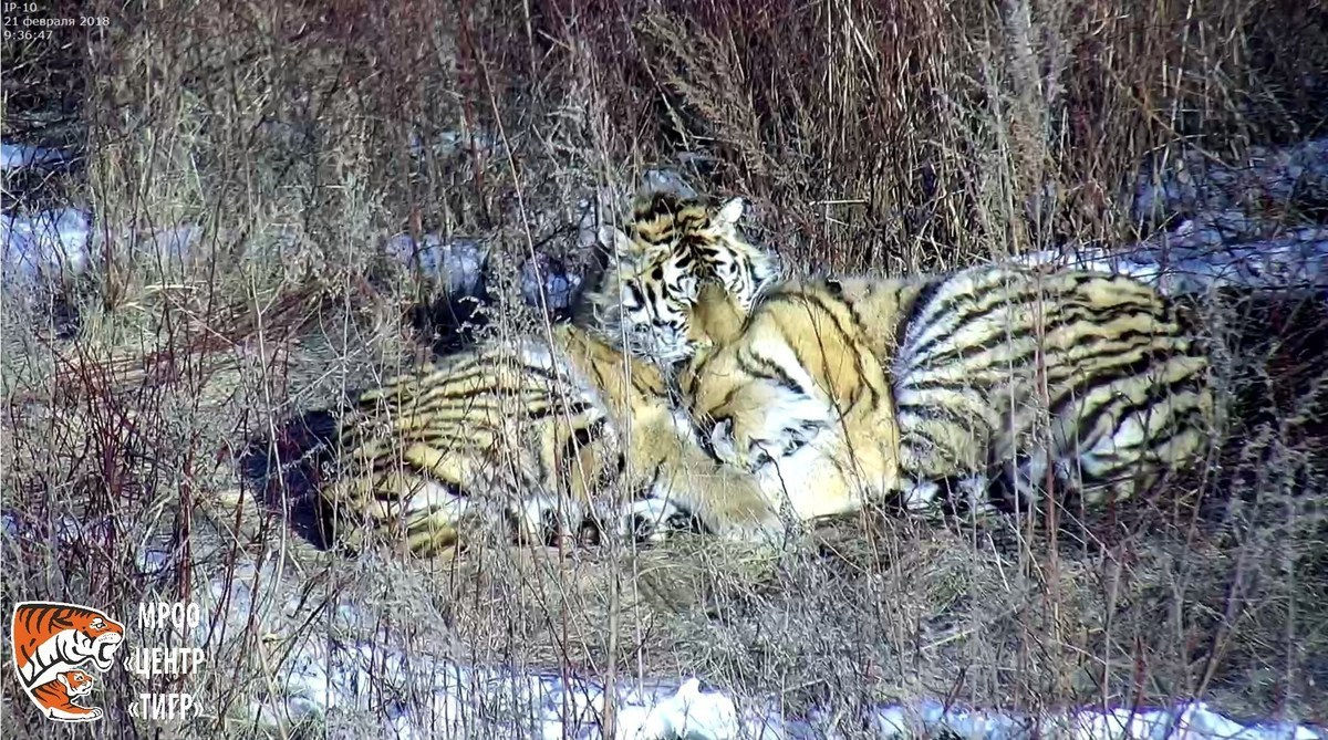 Response to the post “She gave birth to a second and went to China, the tigress Lazovka from the Jewish Autonomous Region” - Tiger, Amur tiger, Tiger cubs, Jewish Autonomous Region, Дальний Восток, China, Interesting, Travels, , Big cats, Cat family, Animals, Predator, The border, Protection of Nature, Reply to post, Longpost