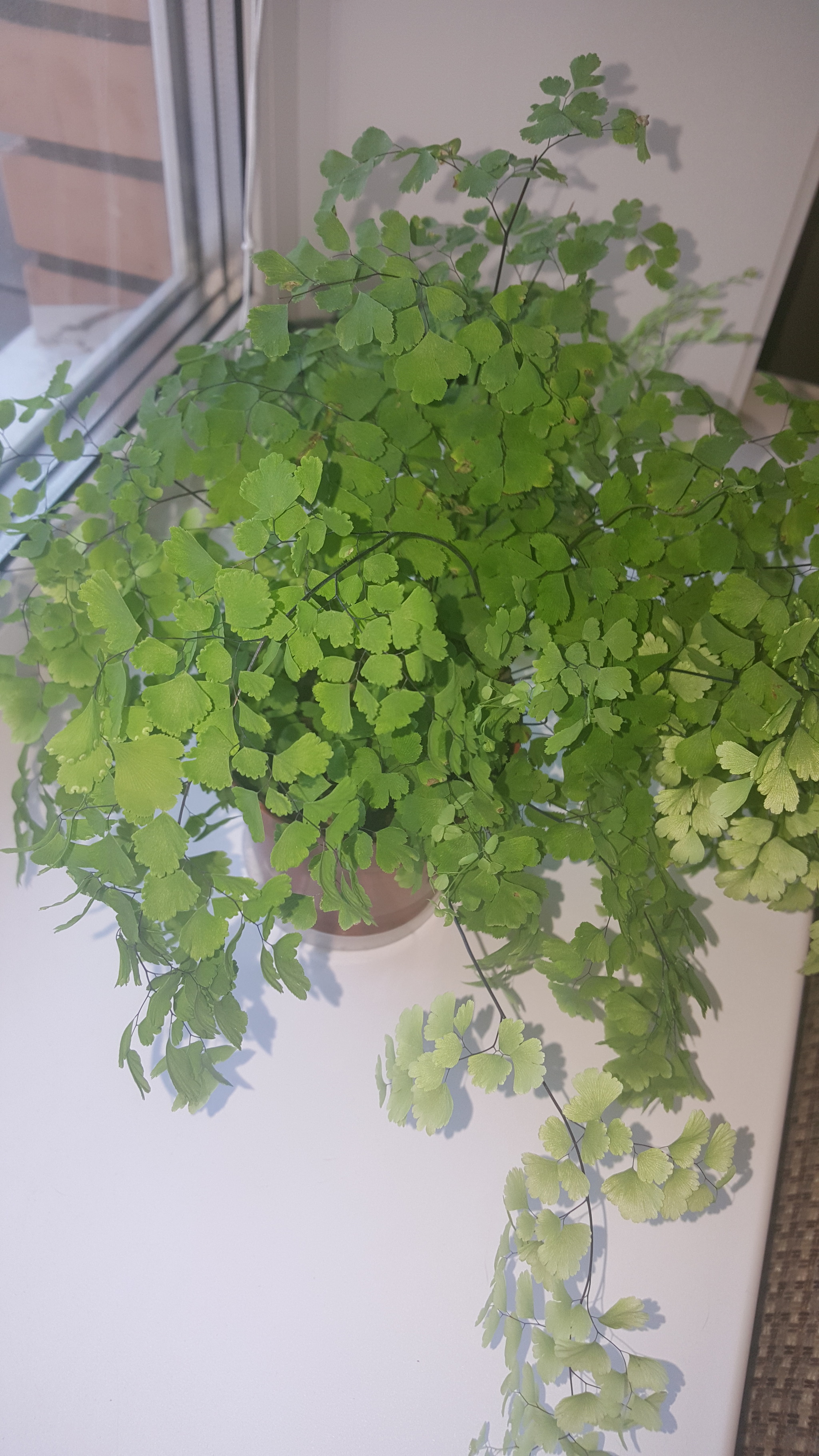 Maidenhair - My, Houseplants, Plants, Longpost