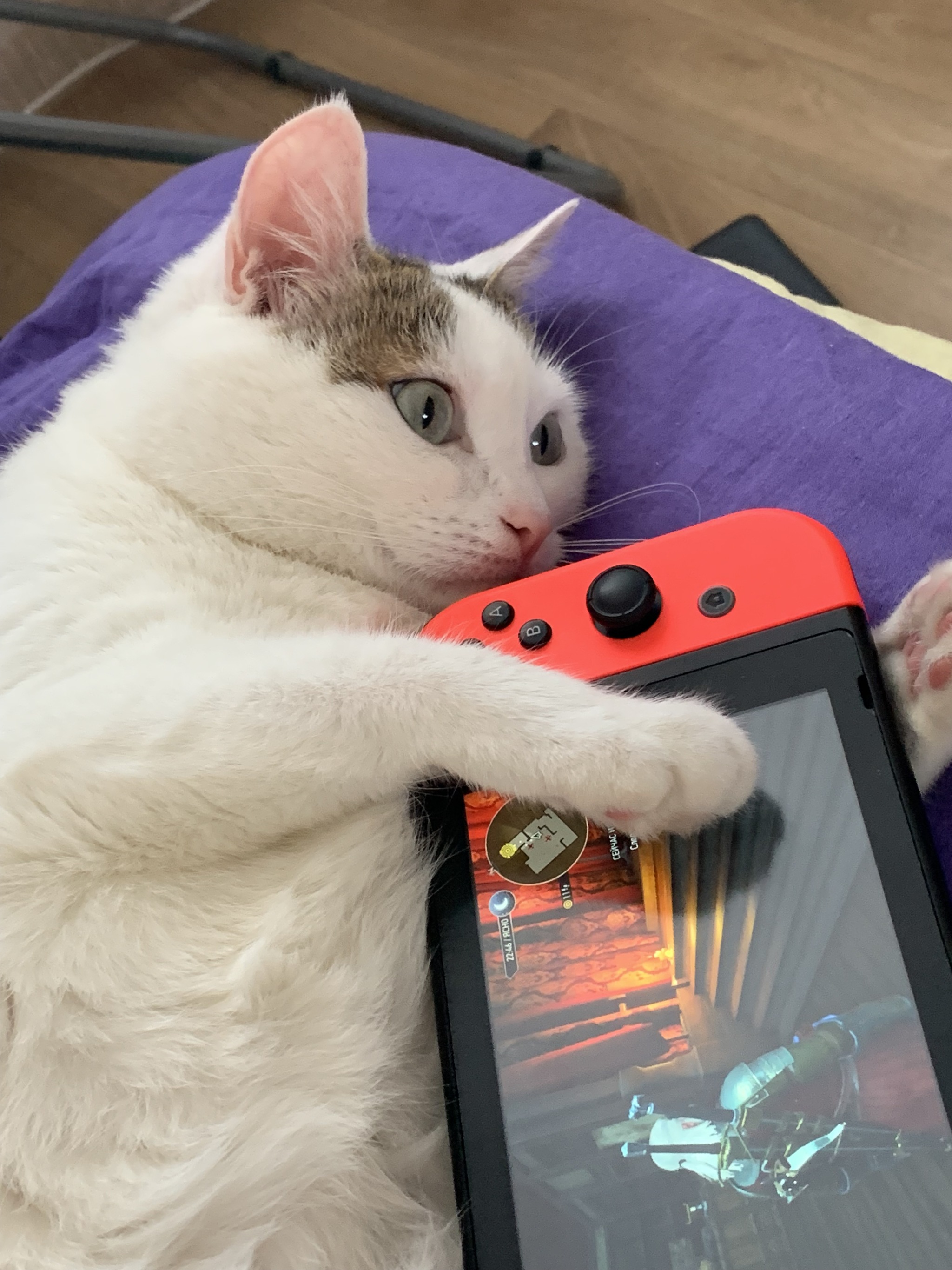 When you can't choose between Yennefer, Triss or devour - My, cat, Witcher, Nintendo switch, Dilemma