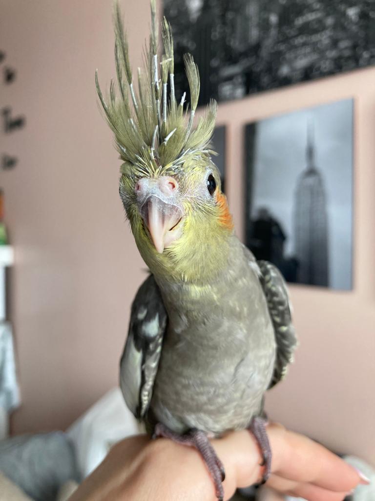 Baby cockatiel (continued) - My, Chick, Corella, A parrot, Pets, Birds, Longpost